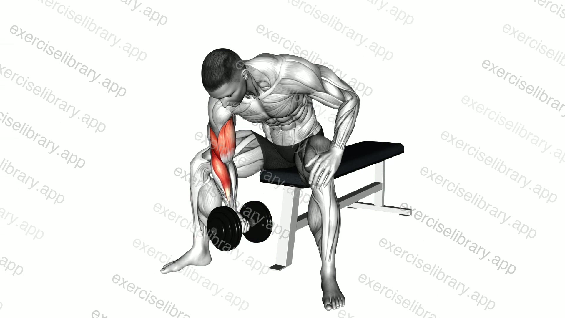 Dumbbell Concentration Curl demonstration