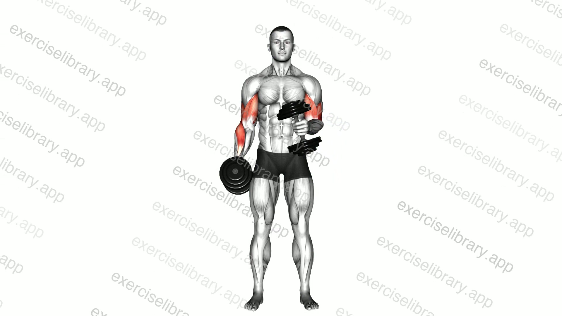 Dumbbell Cross Body Hammer Curl demonstration