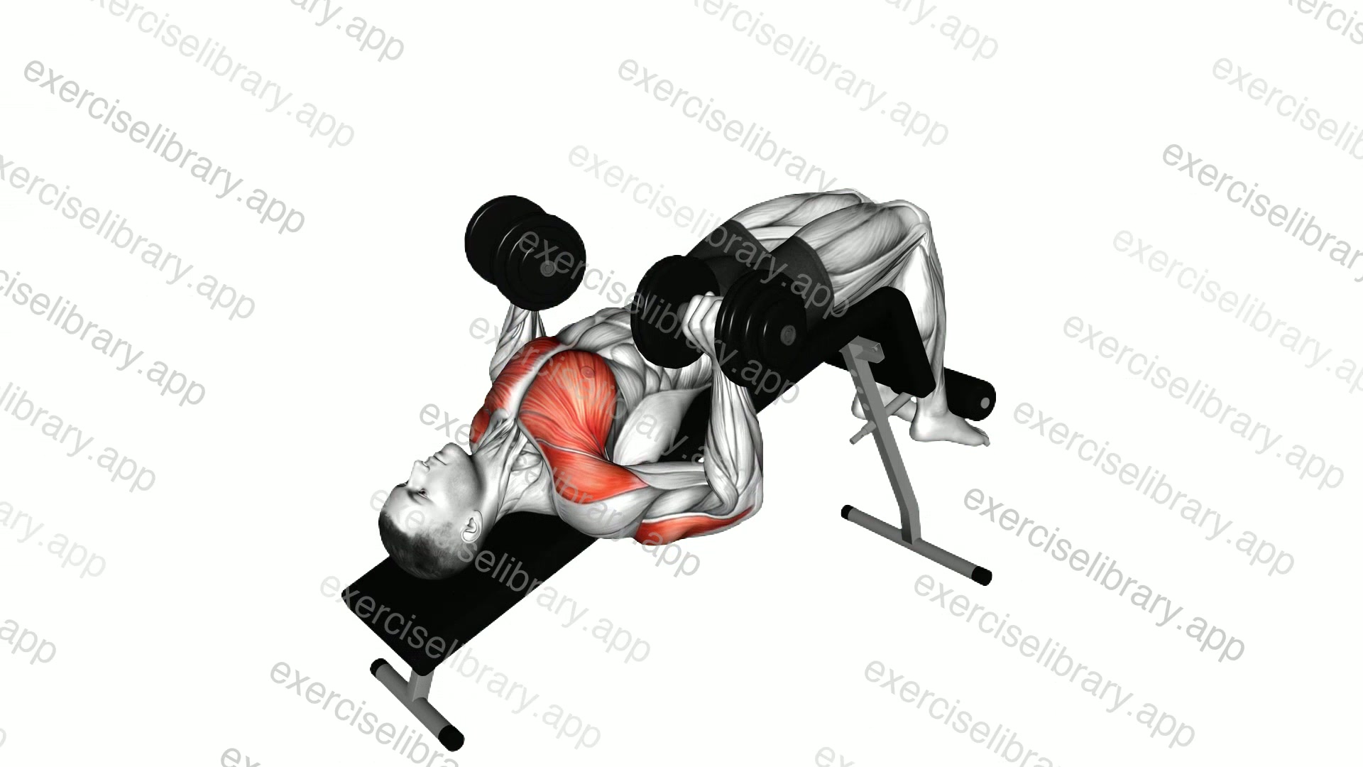Dumbbell Decline Bench Press demonstration