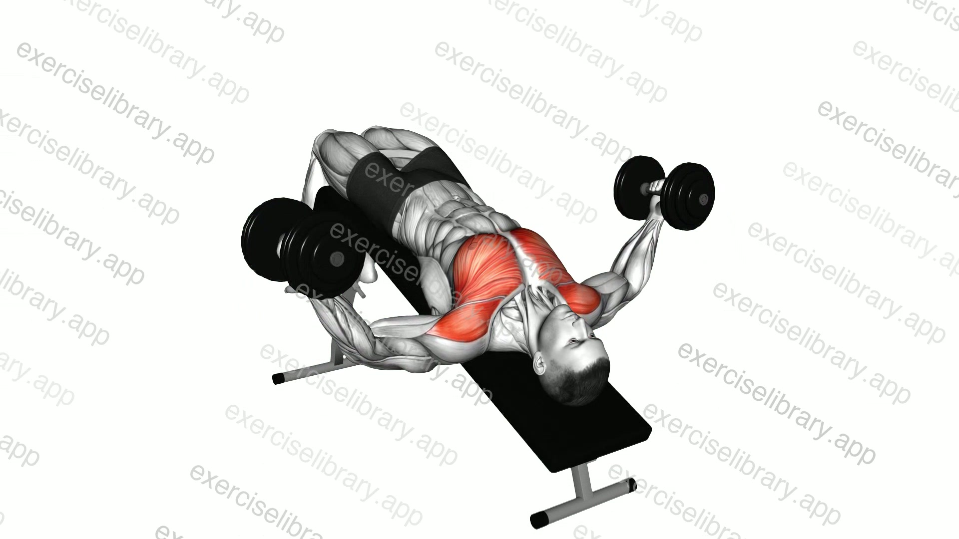 Dumbbell Decline Fly demonstration