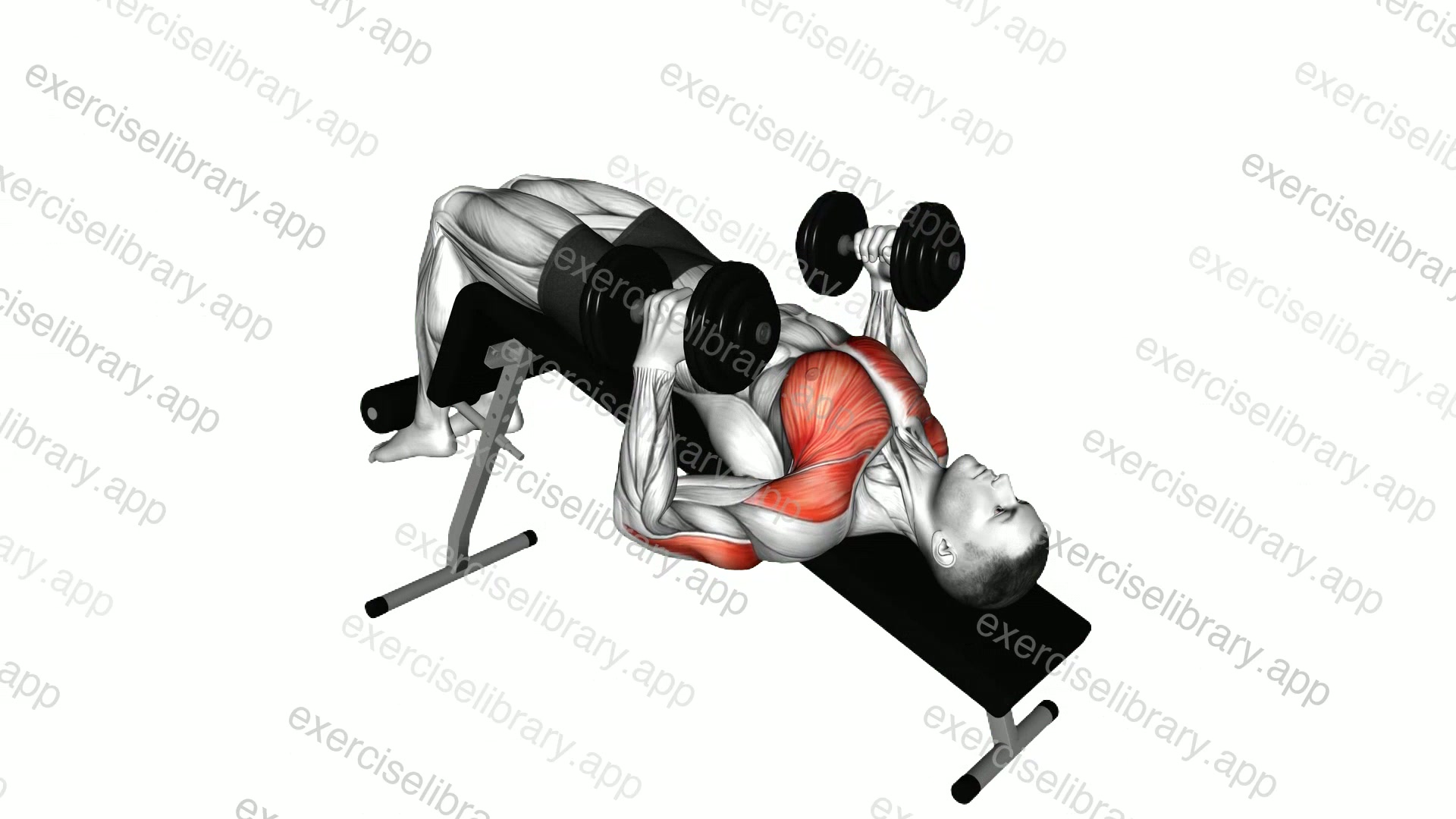 Dumbbell Decline Hammer Press demonstration