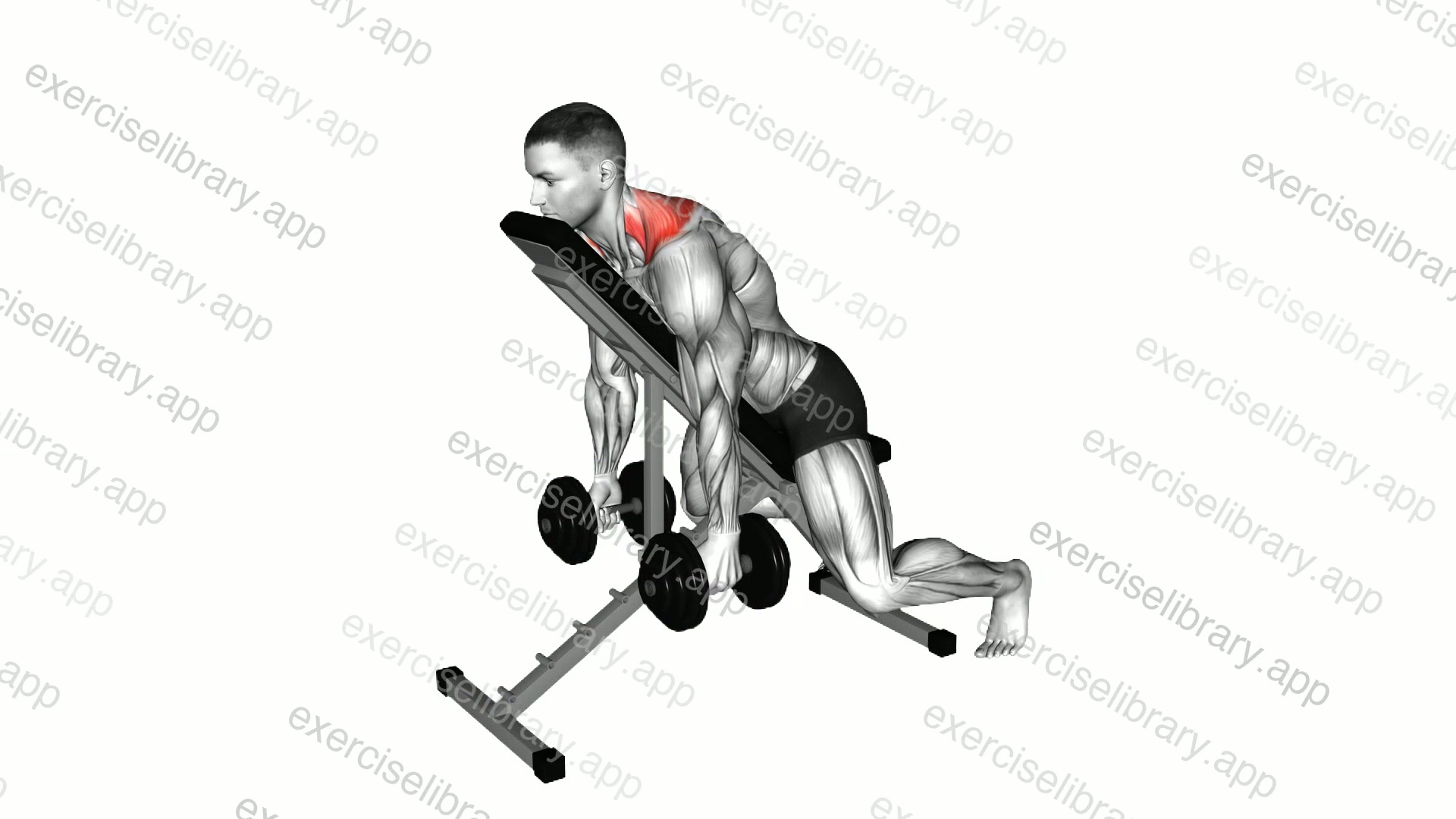 Dumbbell Decline Shrug demonstration
