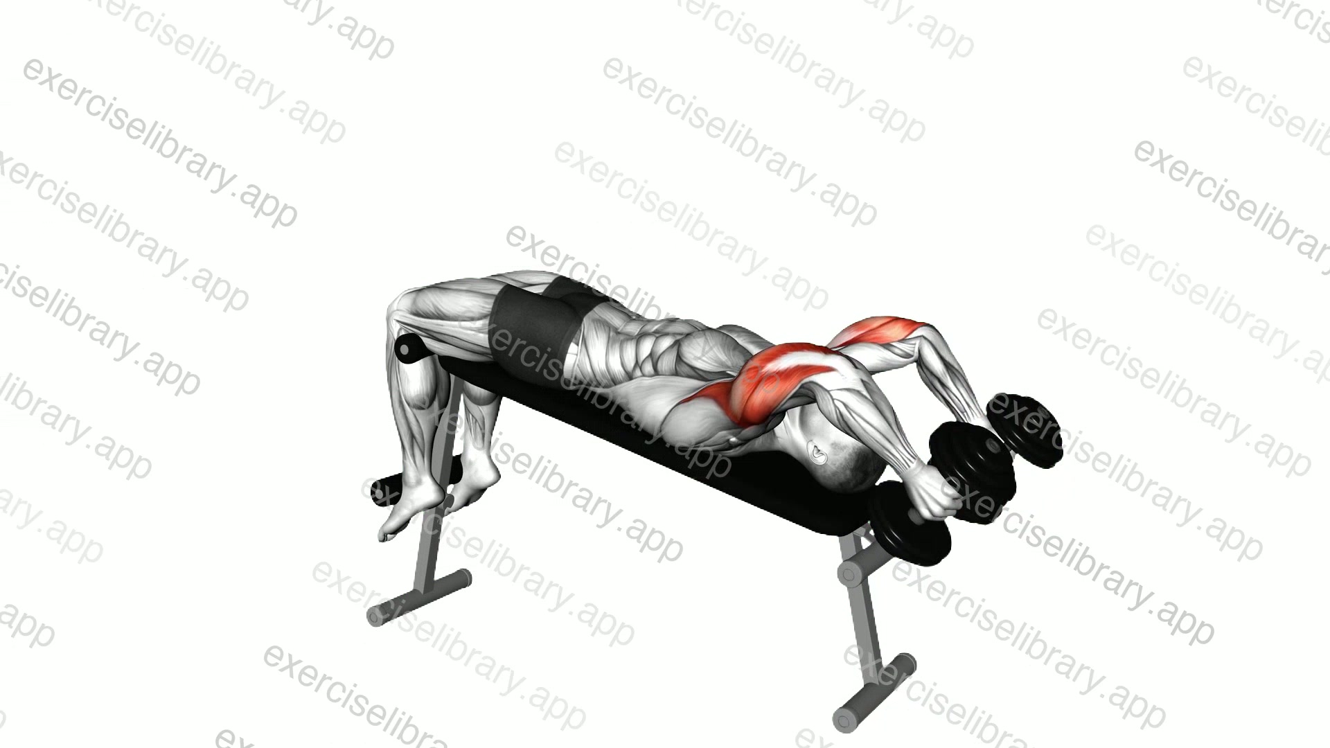 Dumbbell Decline Triceps Extension demonstration
