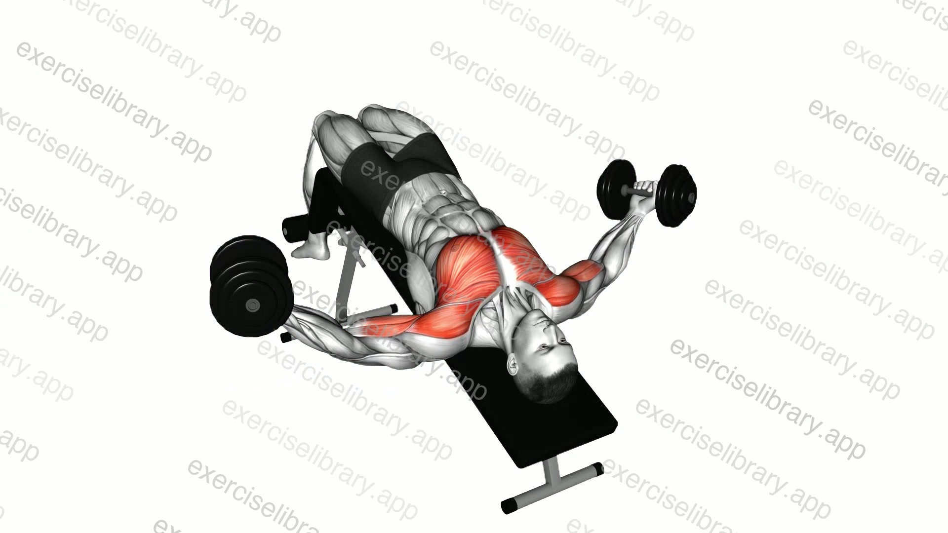 Dumbbell Decline Twist Fly demonstration