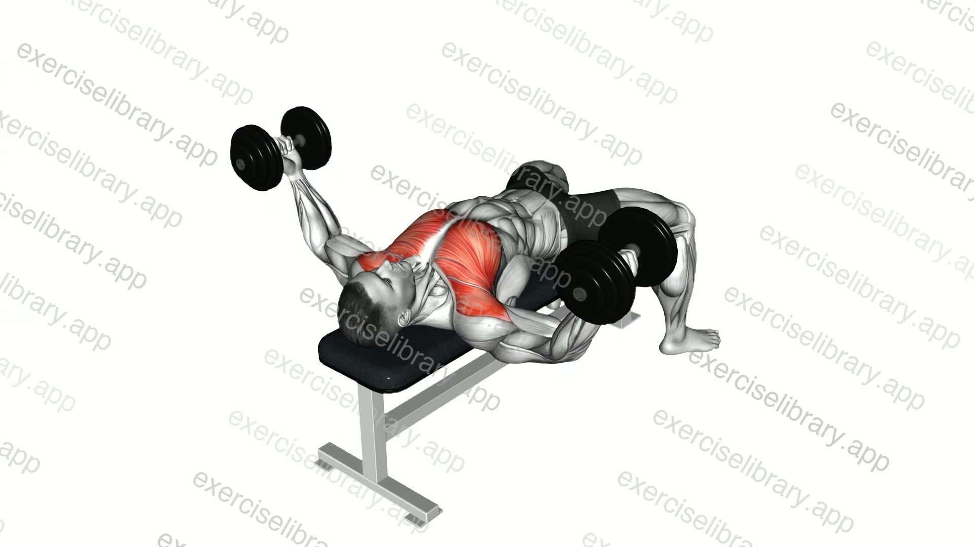Dumbbell Fly demonstration
