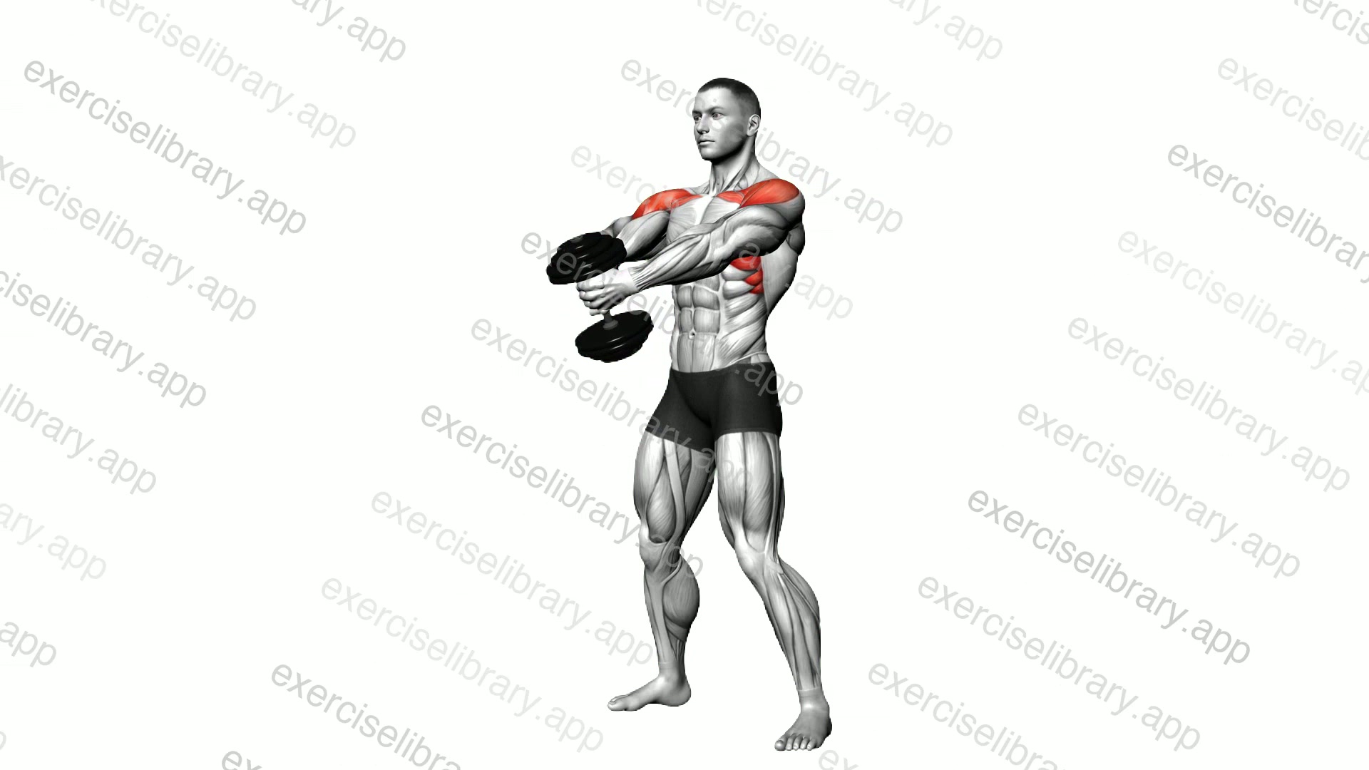 Dumbbell Front Raise demonstration
