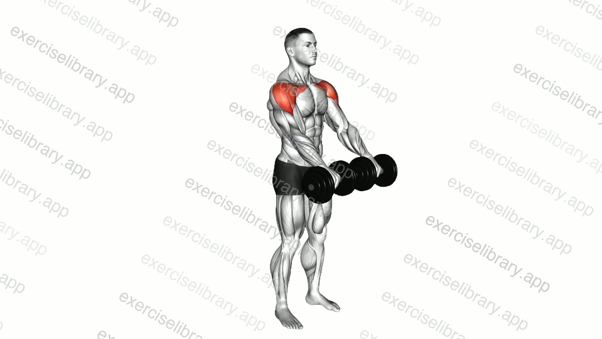 Dumbbell Front Raise demonstration