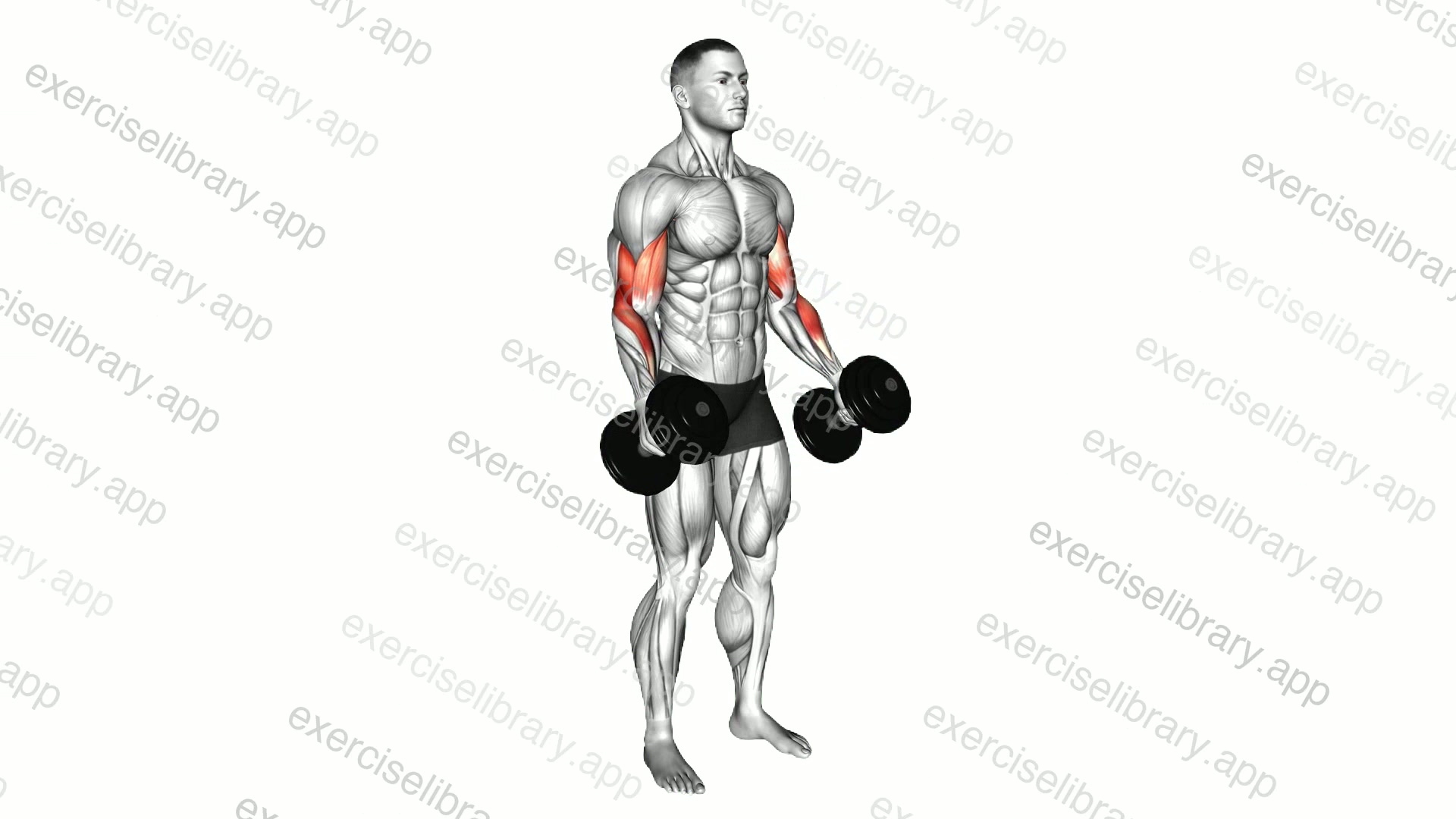 Dumbbell Hammer Curl demonstration