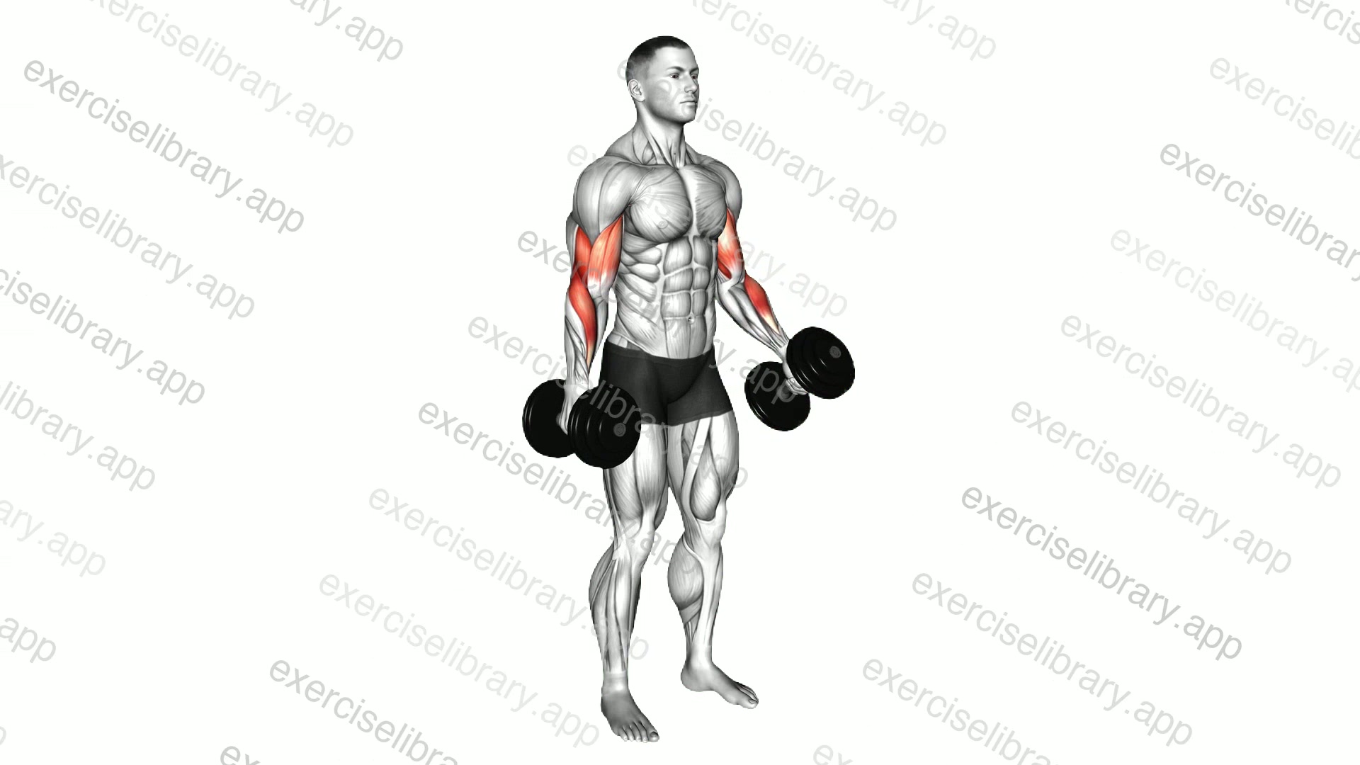 Dumbbell Hammer Curl demonstration