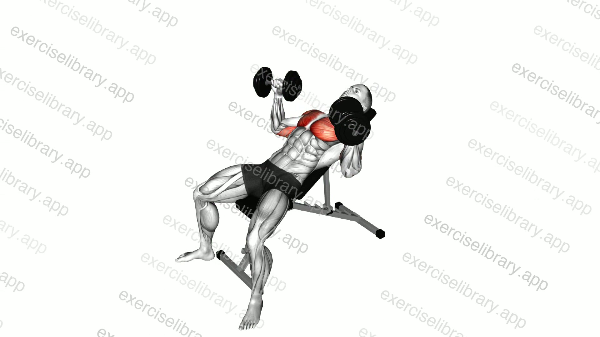 Dumbbell Incline Bench Press demonstration