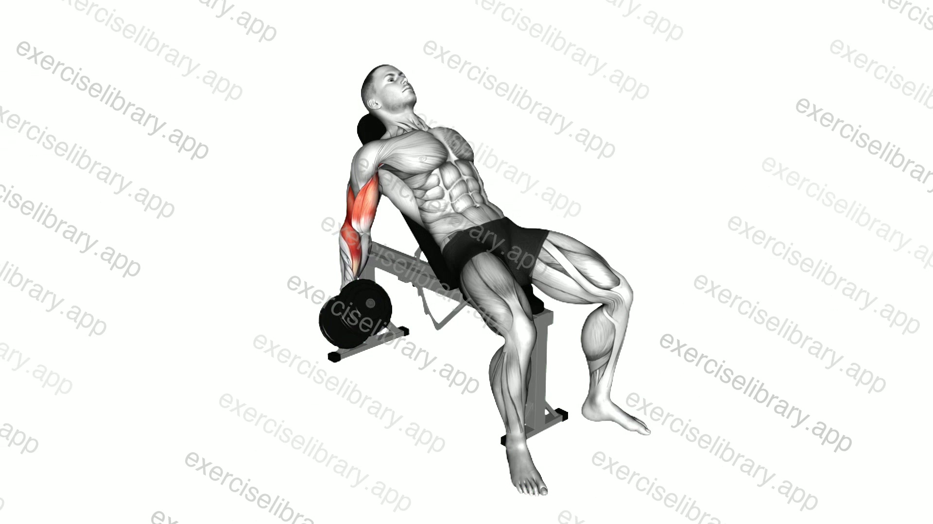 Dumbbell Incline Biceps Curl demonstration