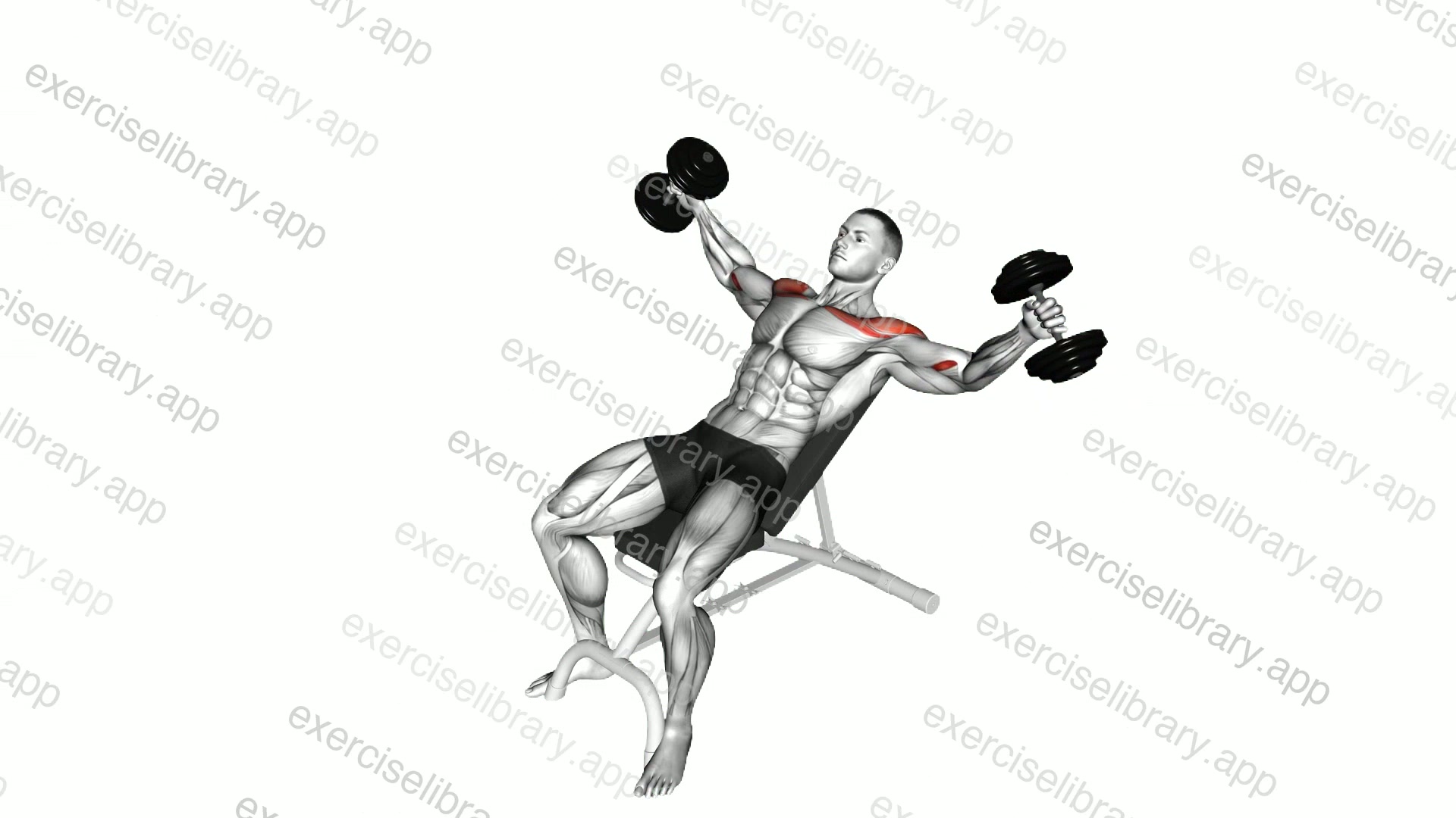 Dumbbell Incline Breeding demonstration