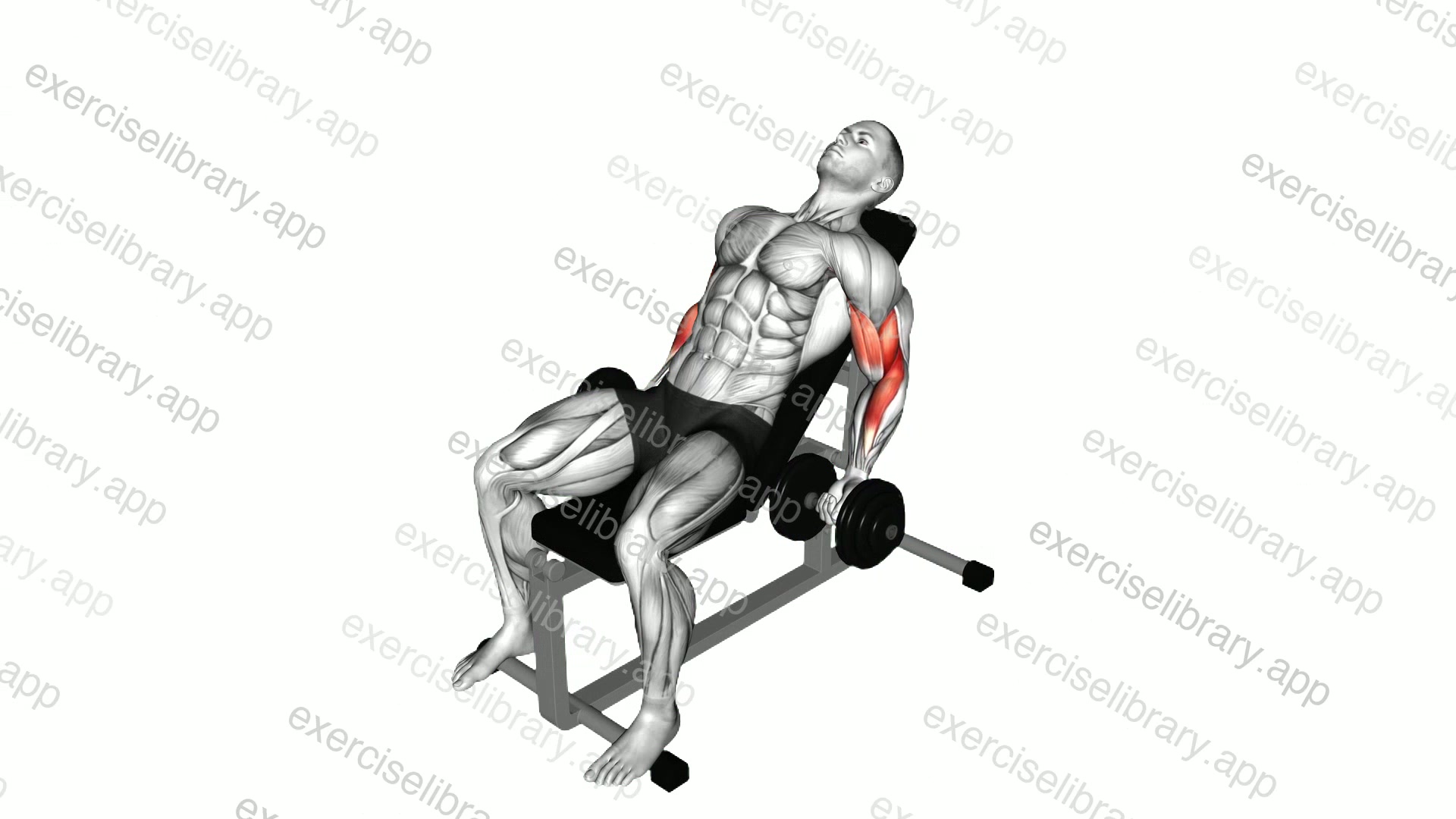 Dumbbell Incline Curl demonstration