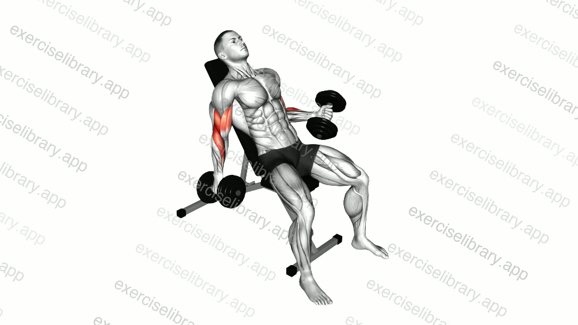 Dumbbell Incline Curl demonstration