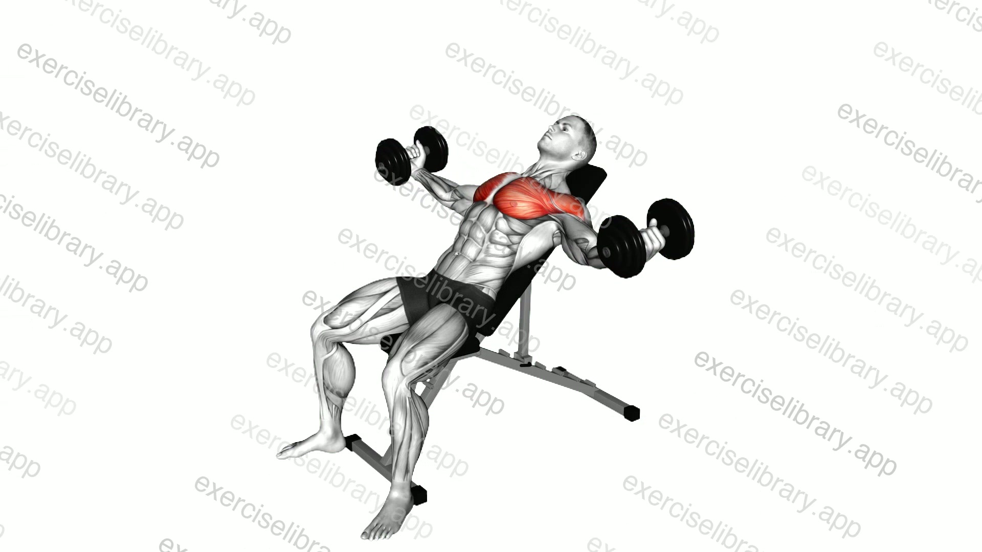 Dumbbell Incline Fly demonstration