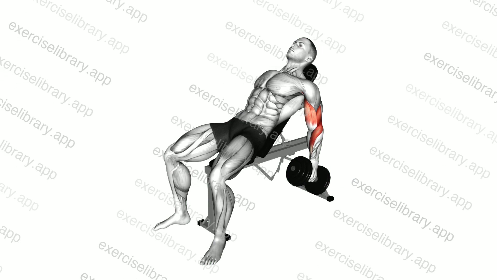 Dumbbell Incline Hammer Curl demonstration