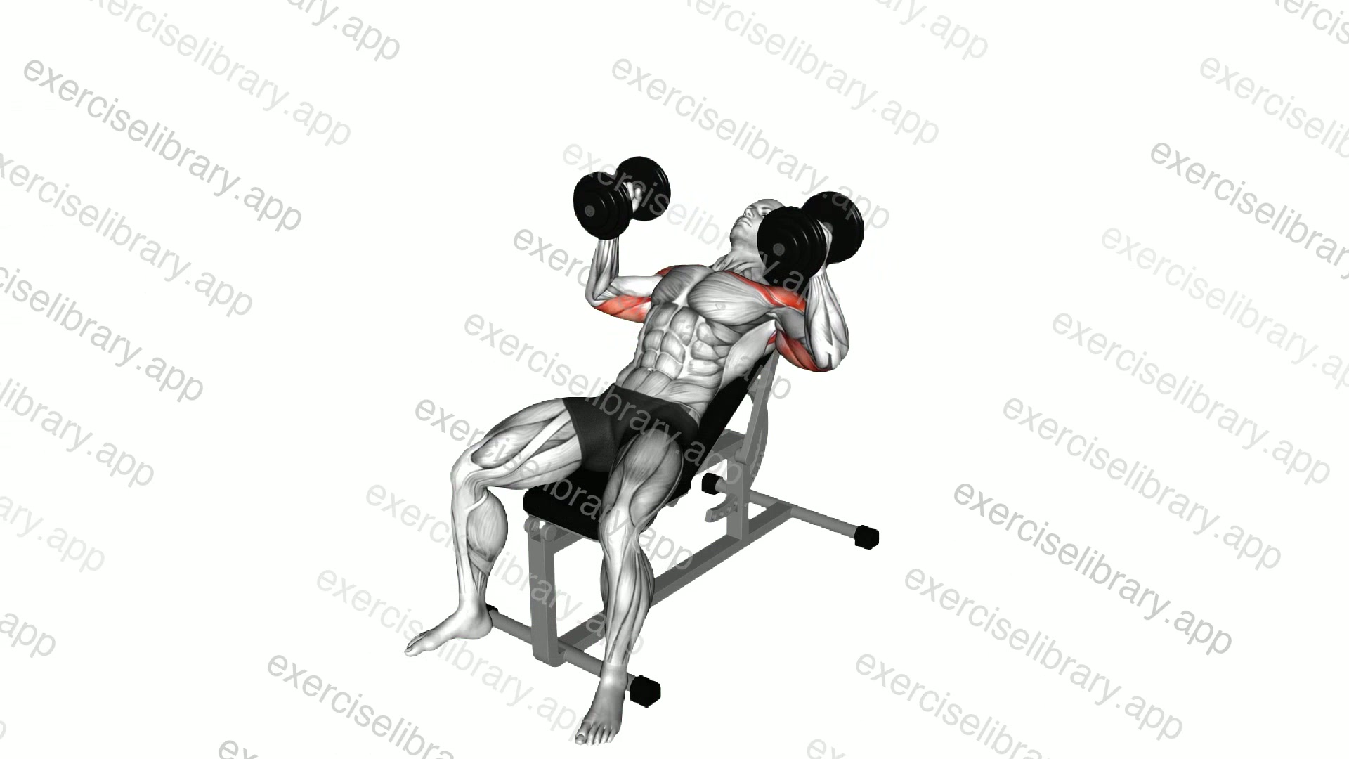 Dumbbell Incline Hammer Press demonstration