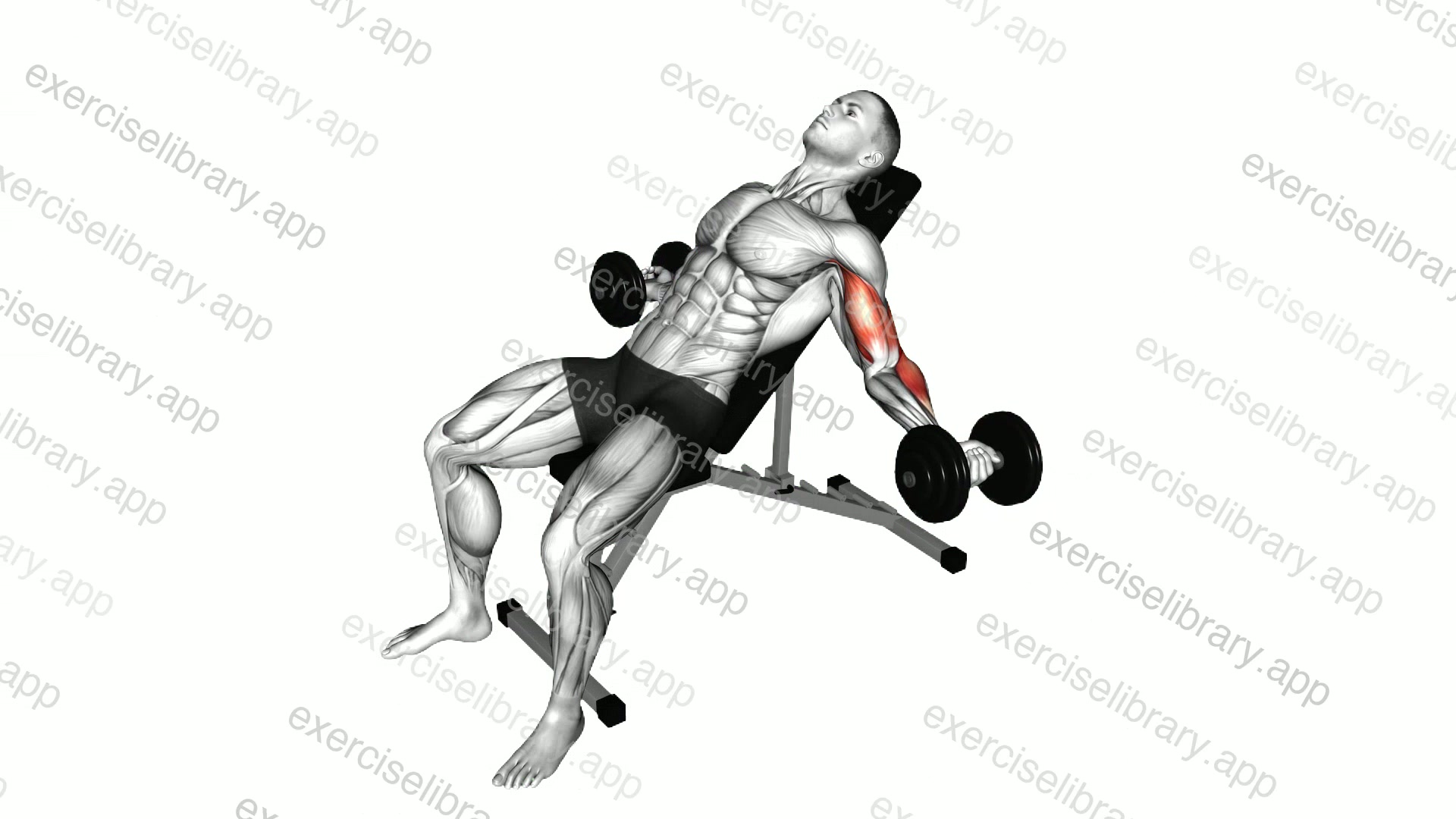 Dumbbell Incline Inner Biceps Curl demonstration