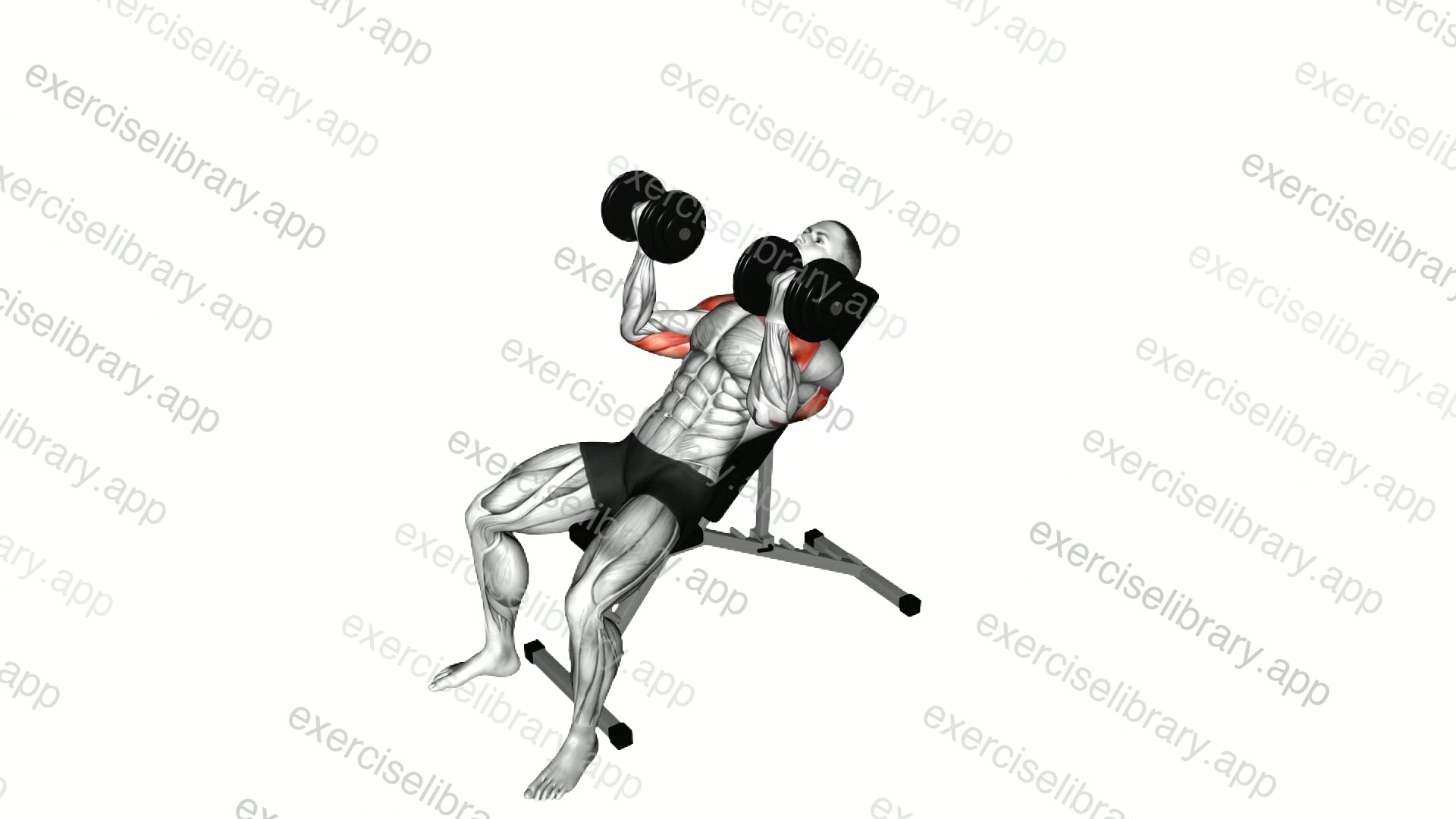 Dumbbell Incline Palm-in Press demonstration