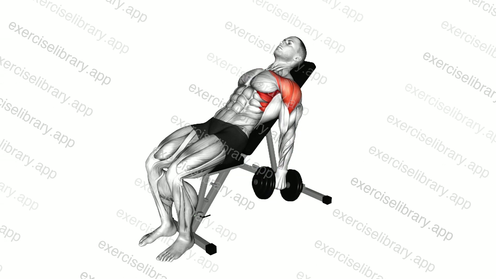 Dumbbell Incline Raise demonstration