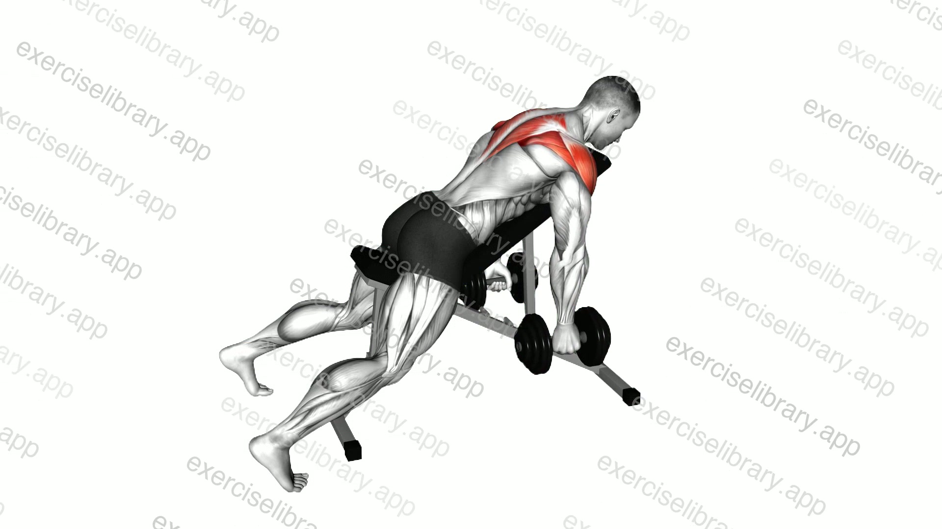Dumbbell Incline Rear Fly demonstration
