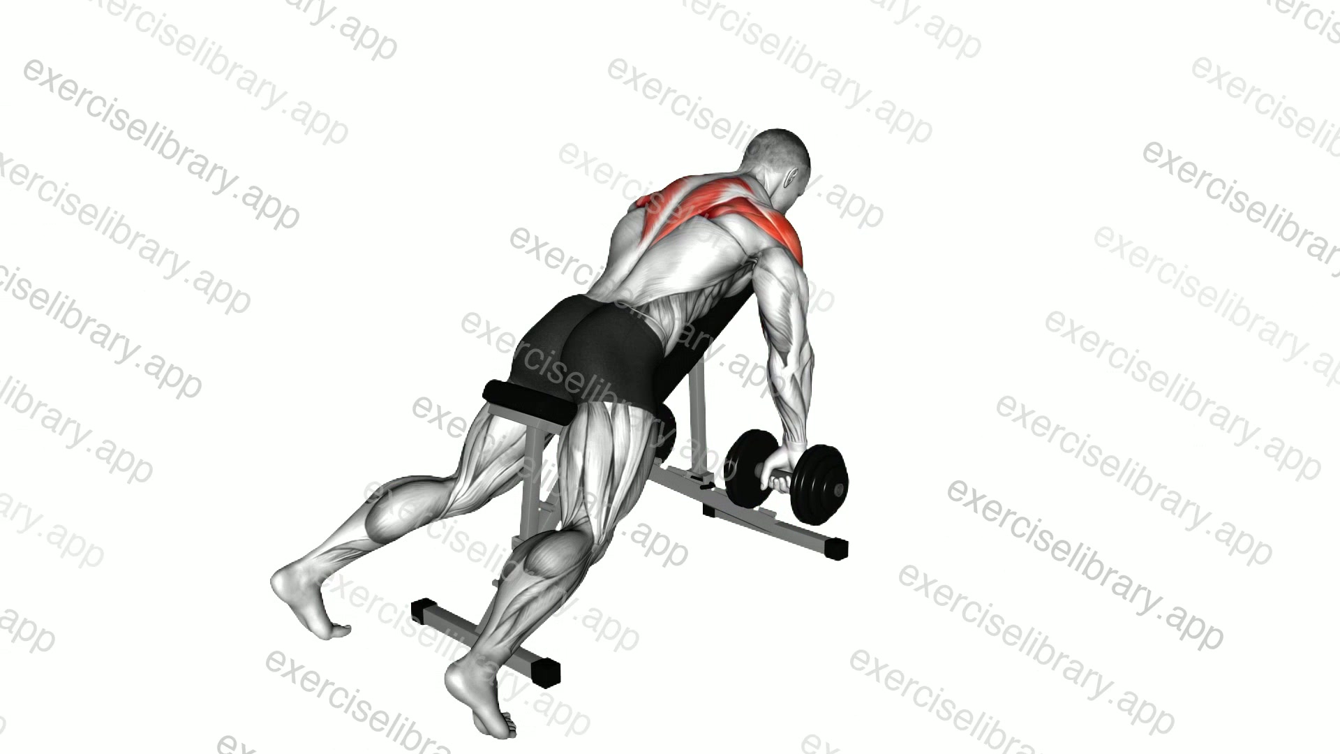 Dumbbell Incline Row demonstration
