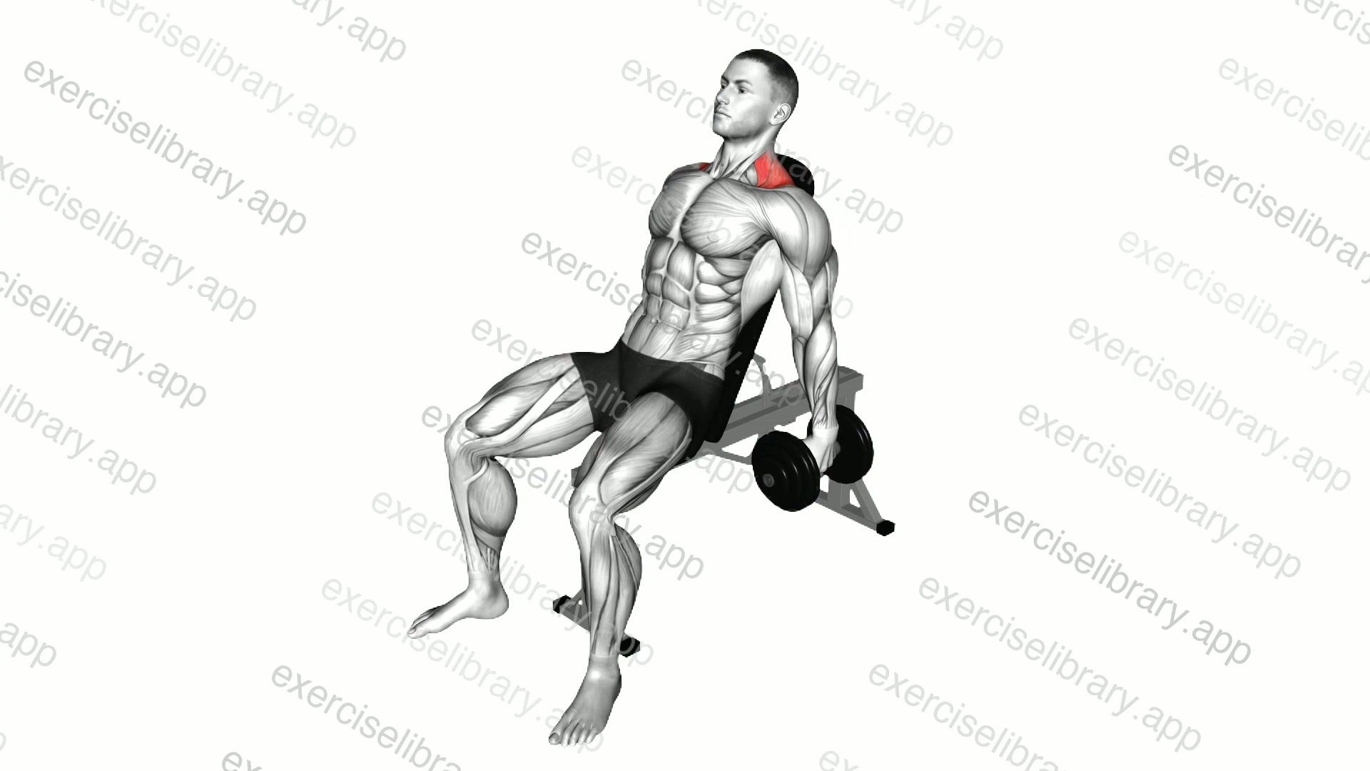 Dumbbell Incline Shrug demonstration