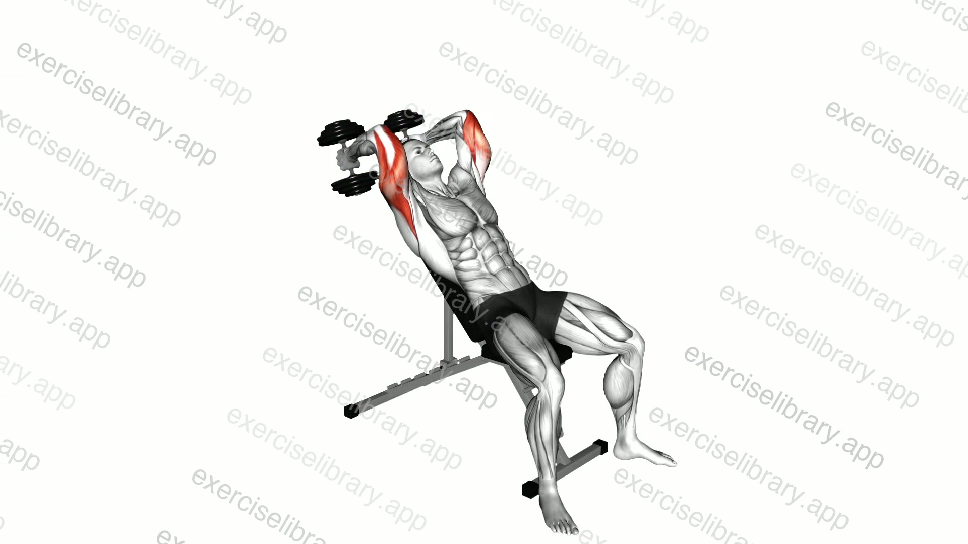 Dumbbell Incline Triceps Extension demonstration