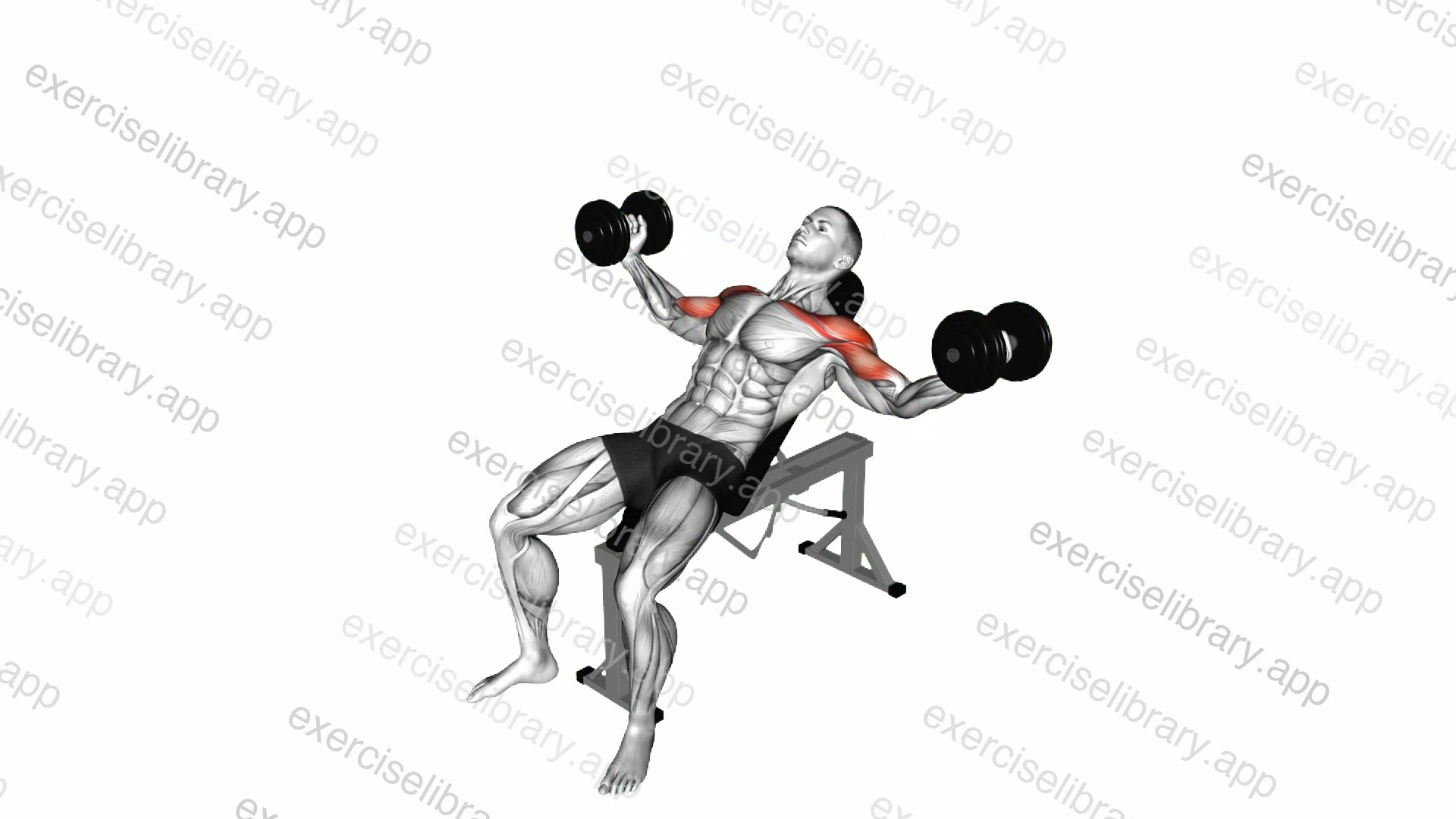 Dumbbell Incline Twisted Fly demonstration