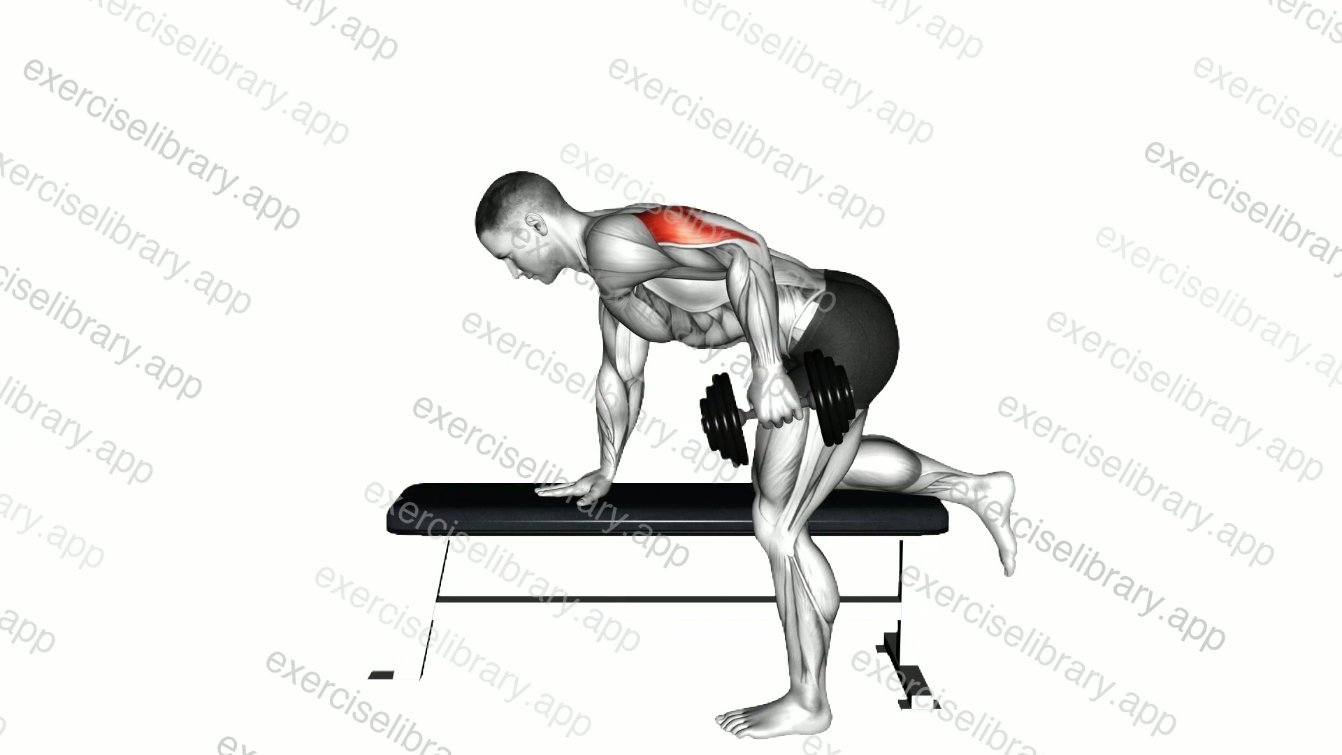 Dumbbell Kickback demonstration