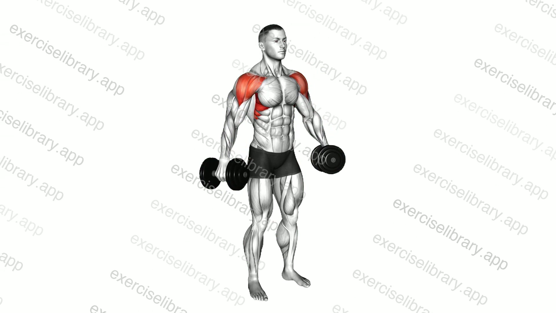 Dumbbell Lateral Raise demonstration
