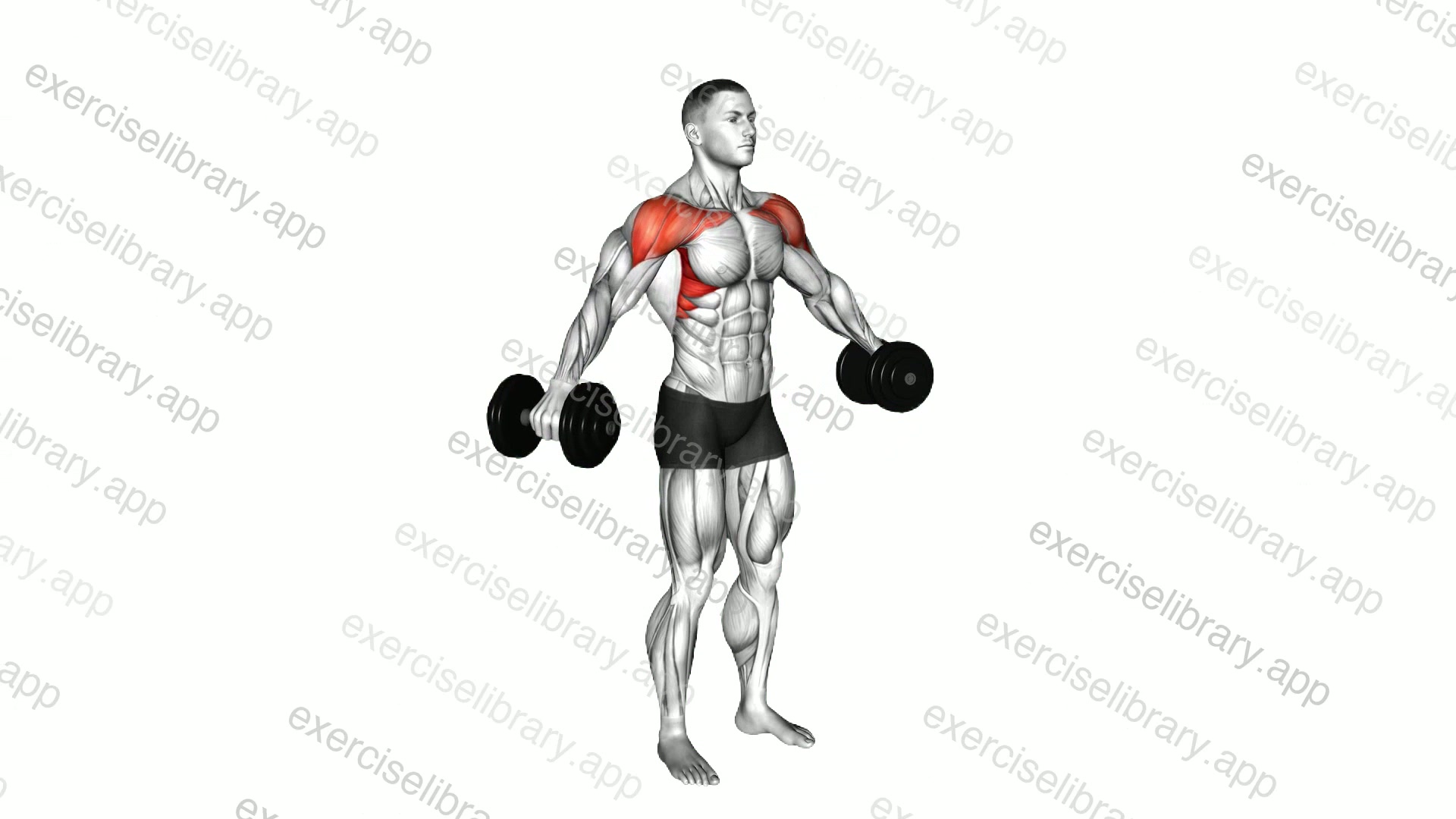 Dumbbell Lateral to Front Raise demonstration