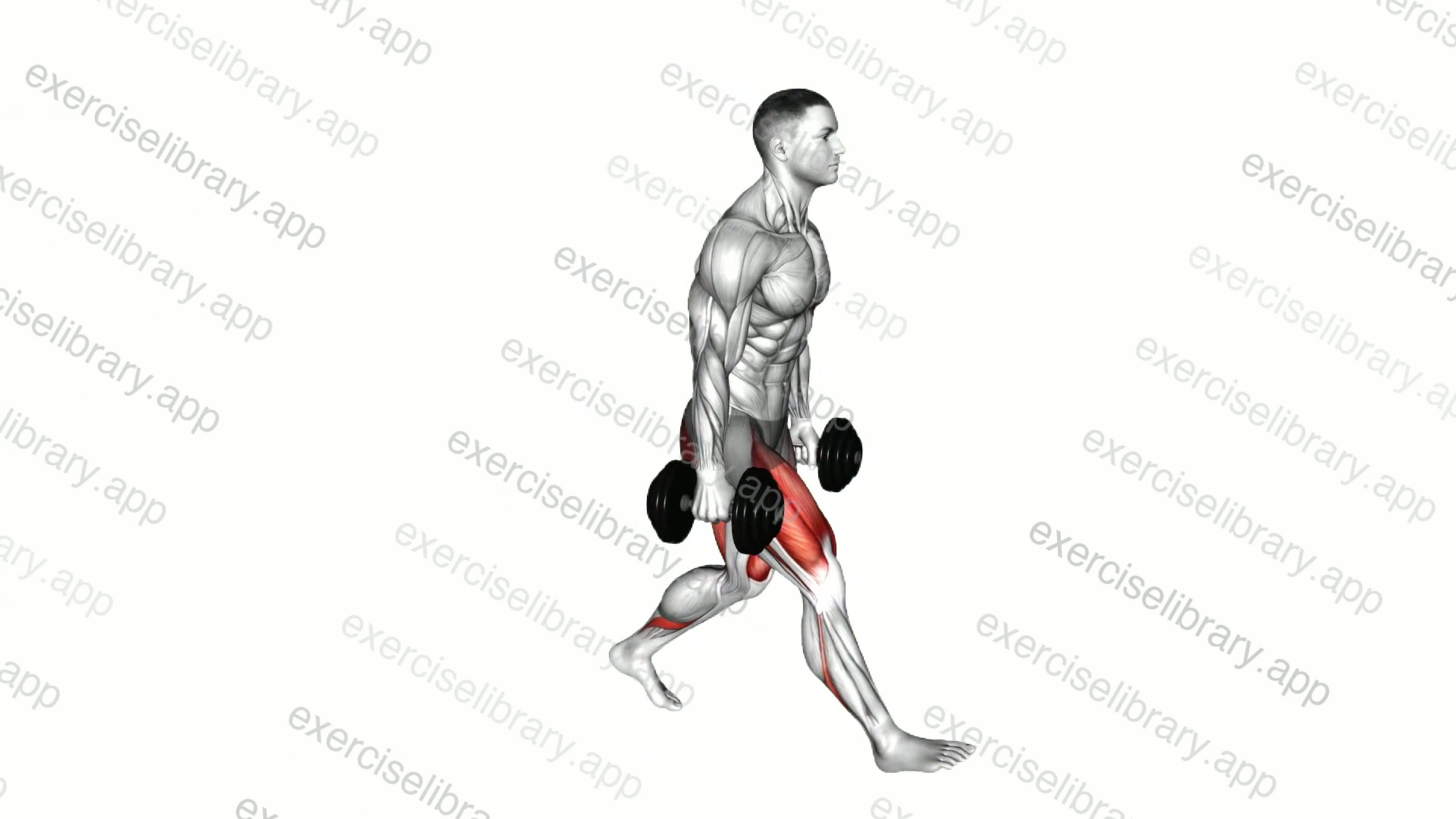 Dumbbell Lunge demonstration