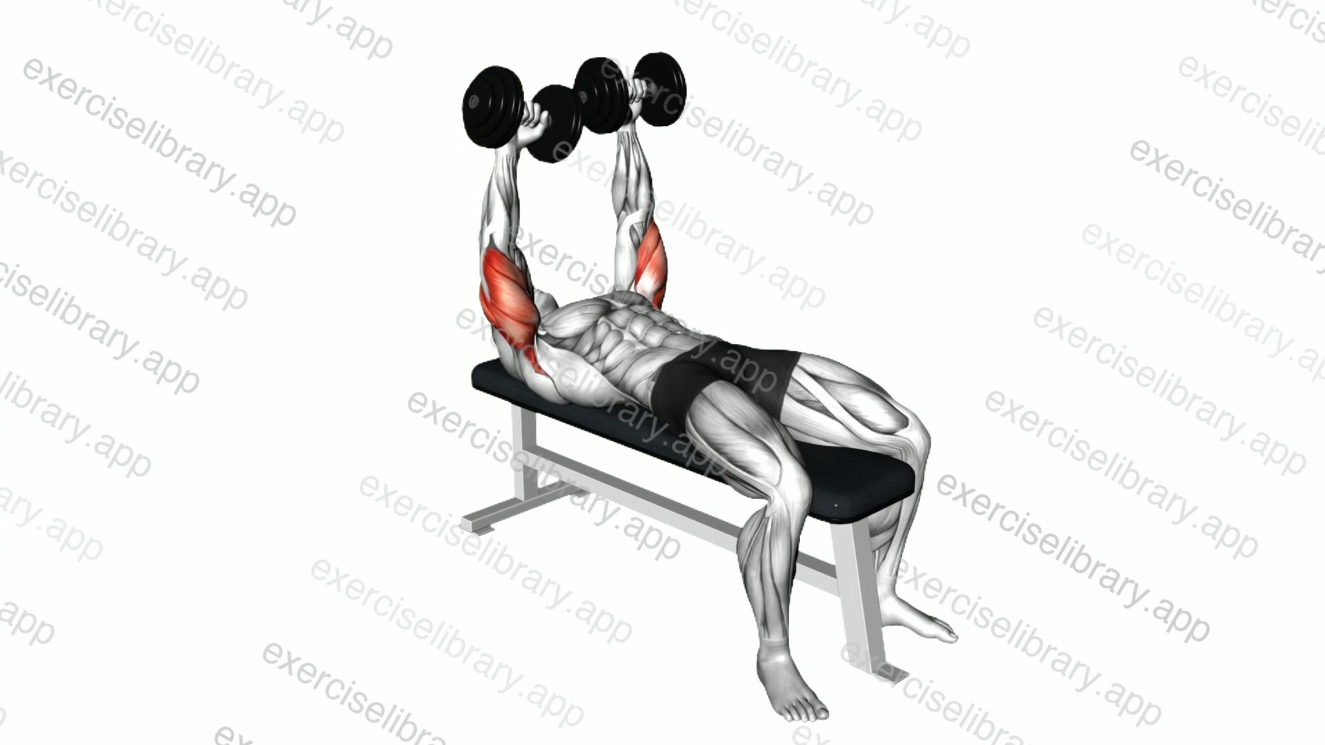 Dumbbell Lying Extension demonstration