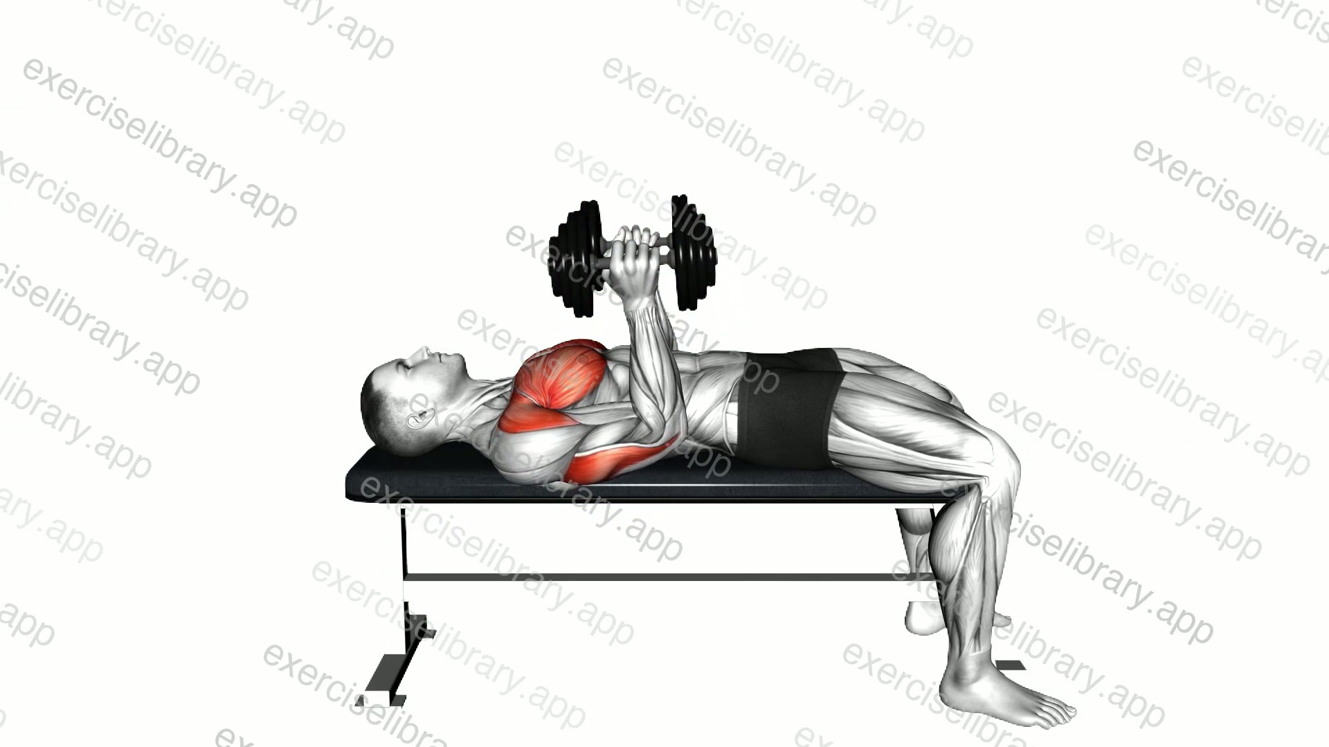 Dumbbell Lying Elbow Press demonstration