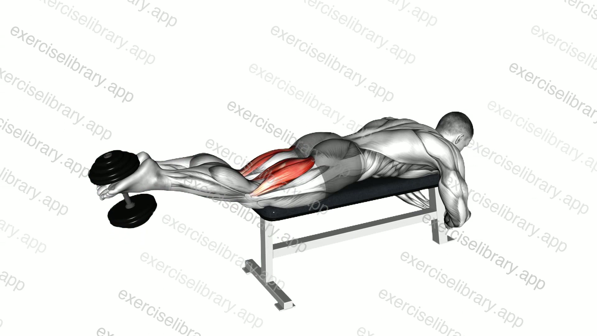 Dumbbell Lying Femoral demonstration