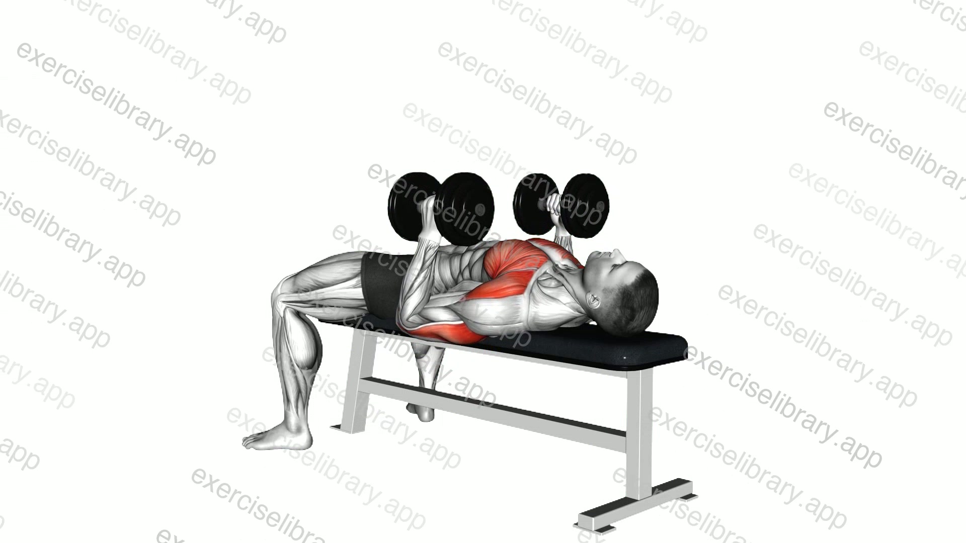 Dumbbell Lying Hammer Press demonstration
