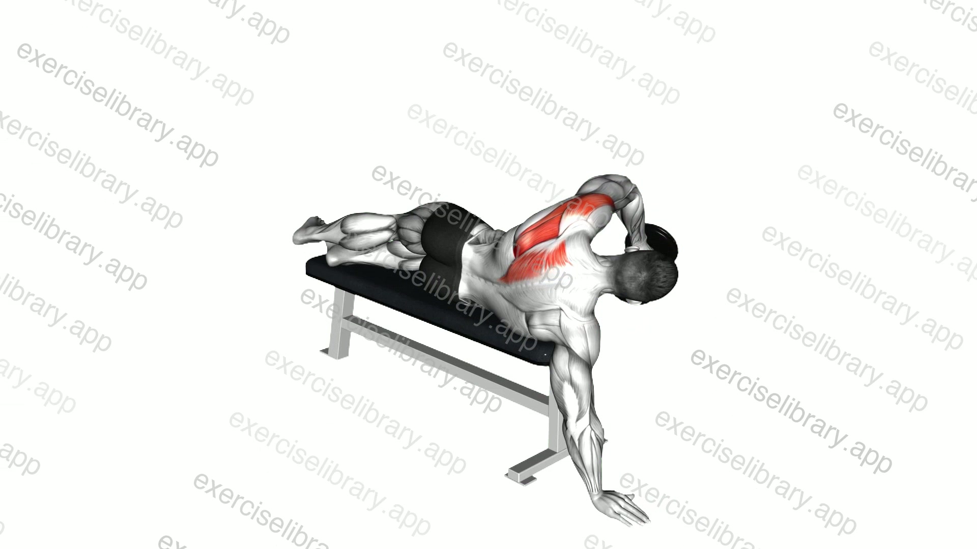 Dumbbell Lying One Arm Deltoid Rear demonstration