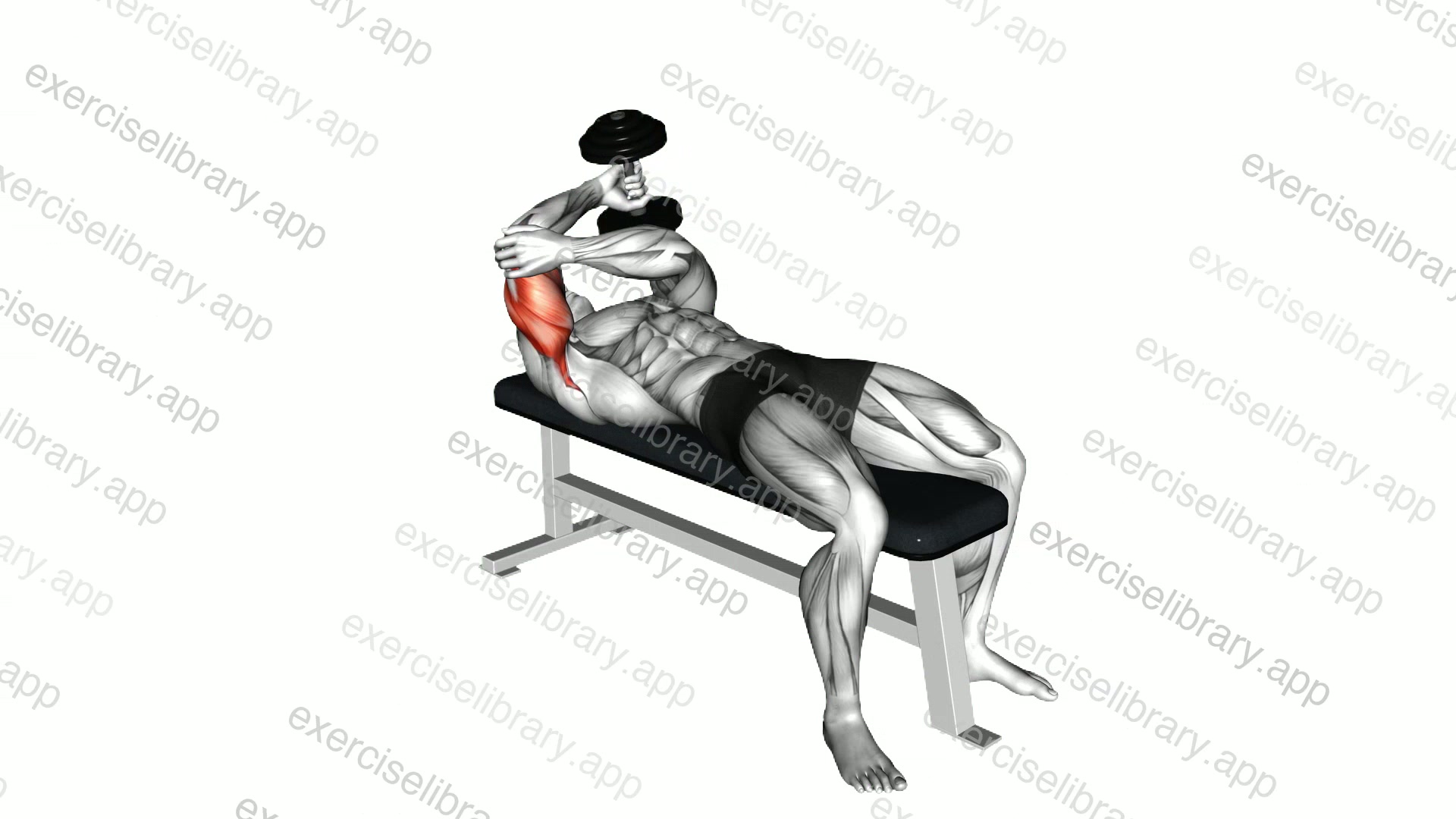 Dumbbell Lying One Arm Pronated Triceps Extension demonstration