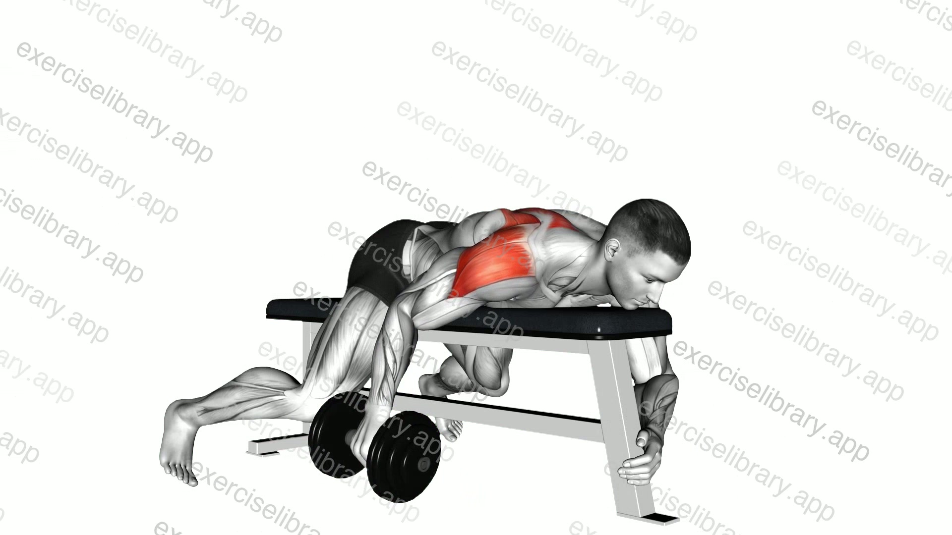 Dumbbell Lying One Arm Rear Lateral Raise demonstration