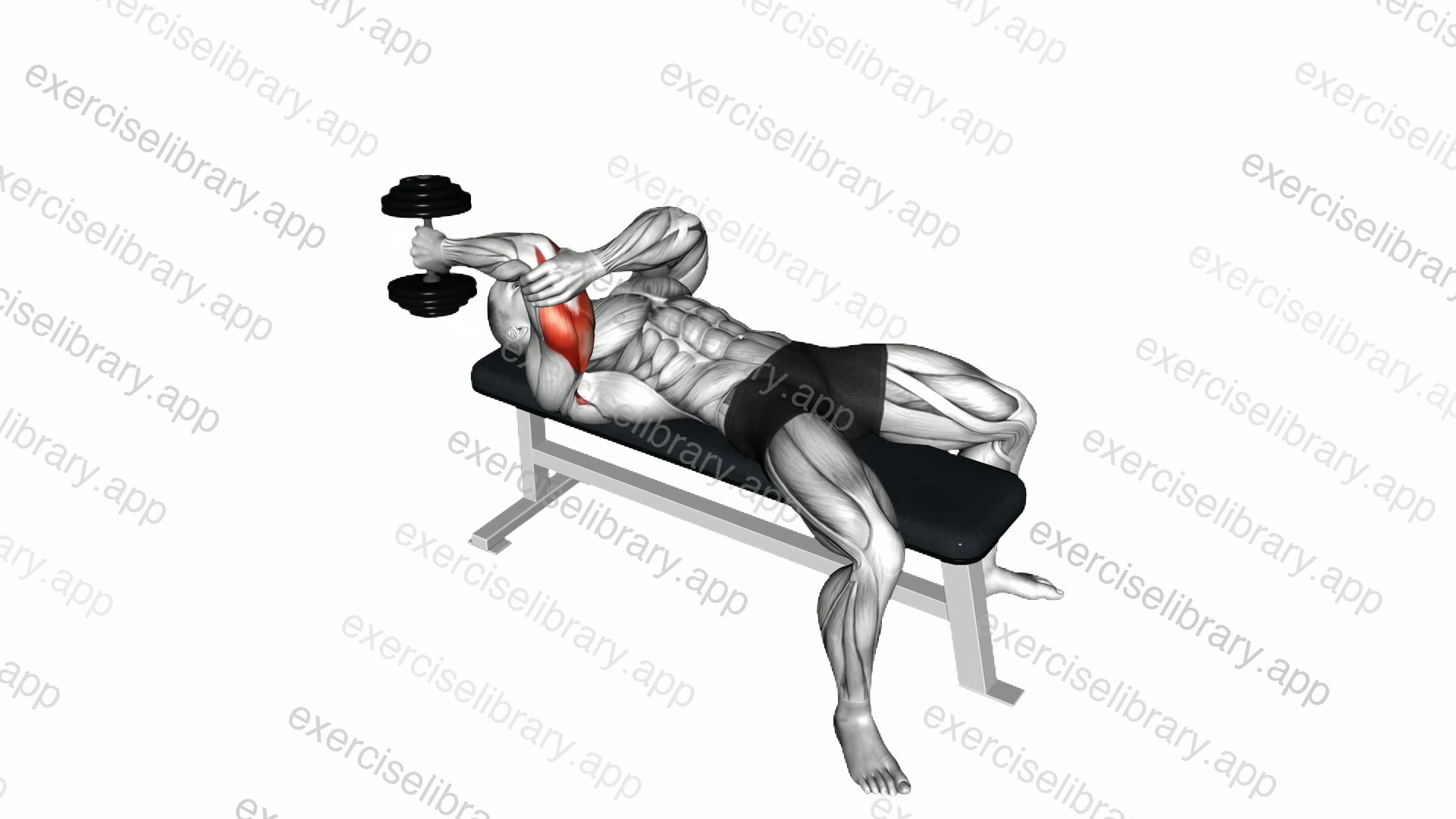 Dumbbell Lying One Arm Supinated Triceps Extension demonstration