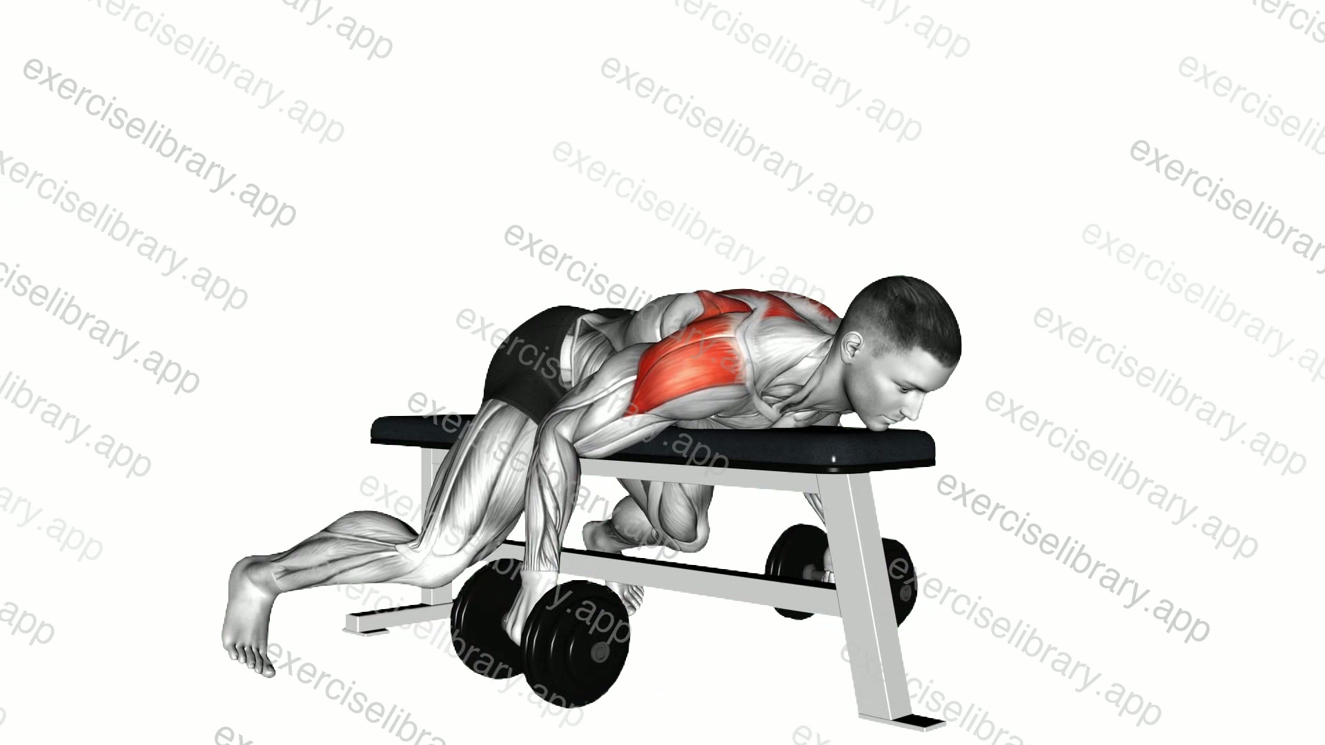Dumbbell Lying Rear Lateral Raise demonstration