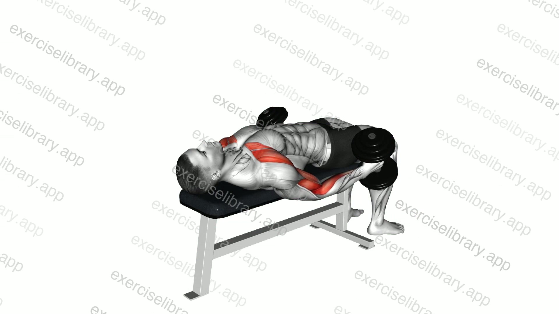 Dumbbell Lying Supine Curl demonstration