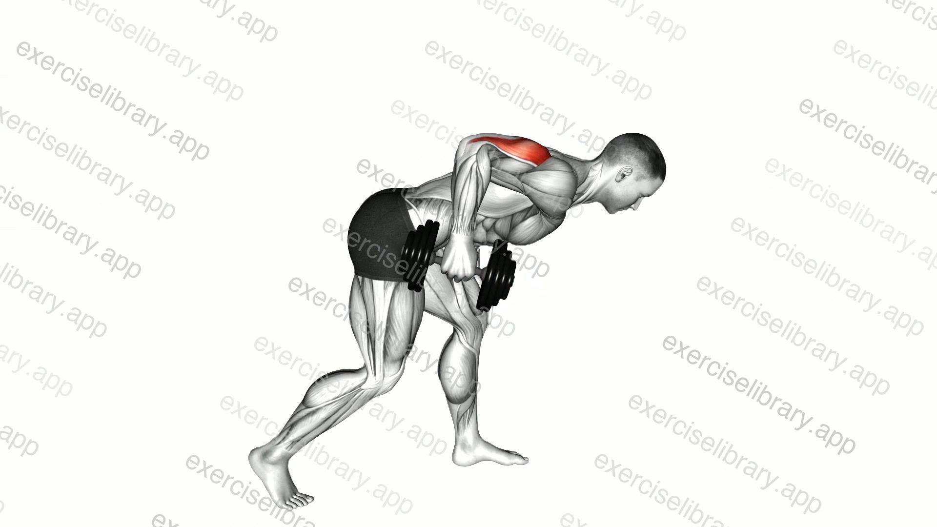 Dumbbell One Arm Kickback demonstration