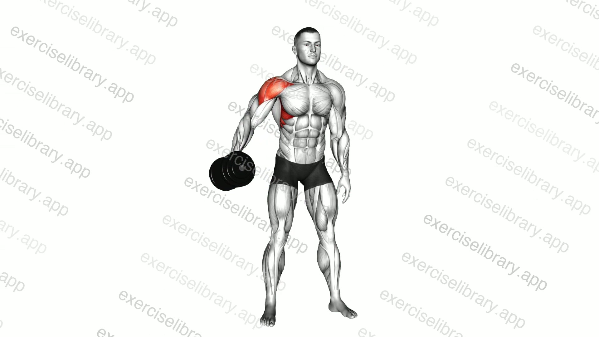 Dumbbell One Arm Lateral Raise demonstration