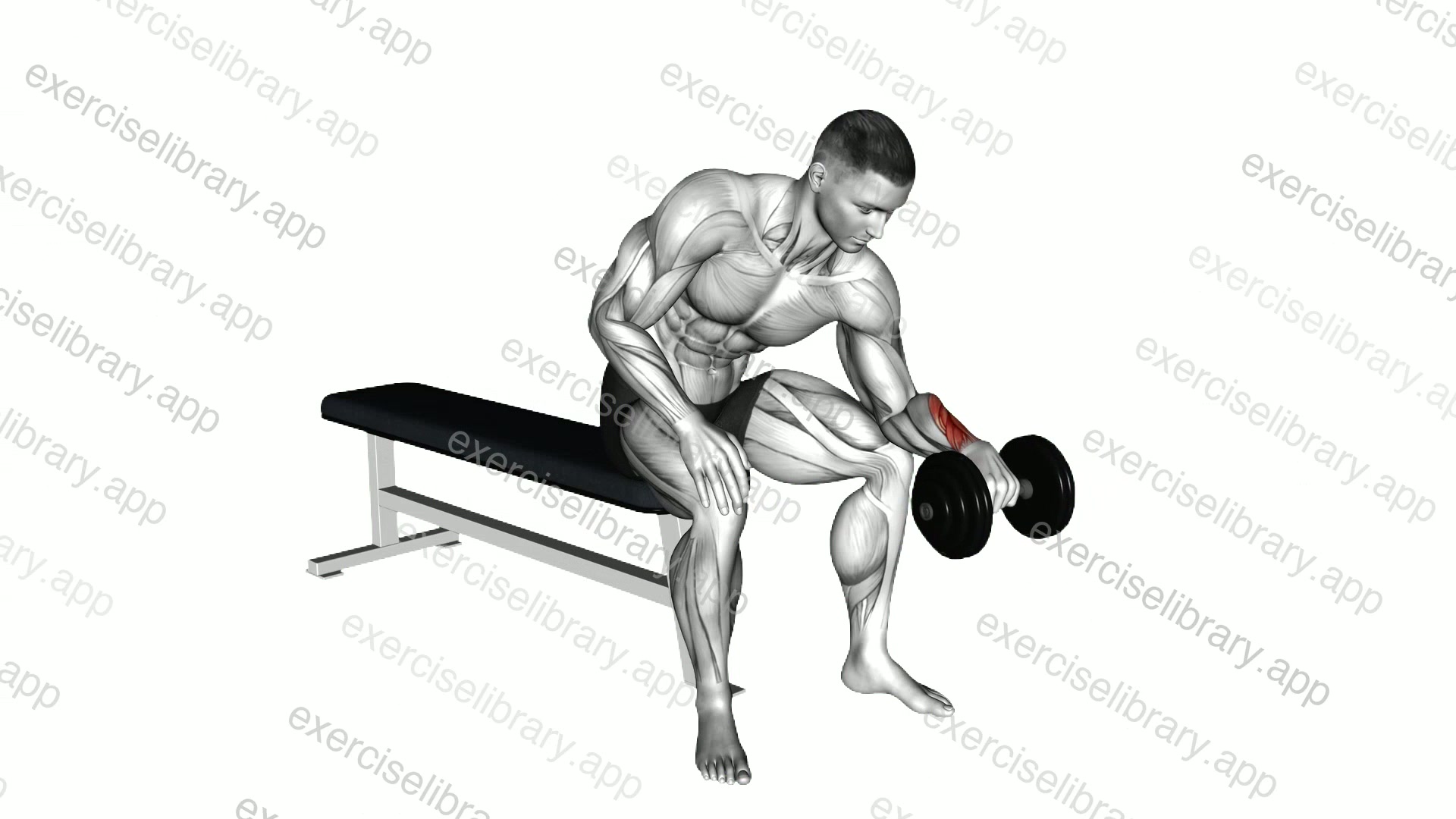 Dumbbell One arm Reverse Wrist Curl demonstration