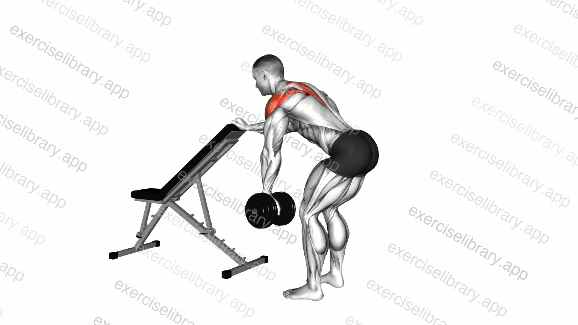 Dumbbell One Arm Reverse Fly demonstration