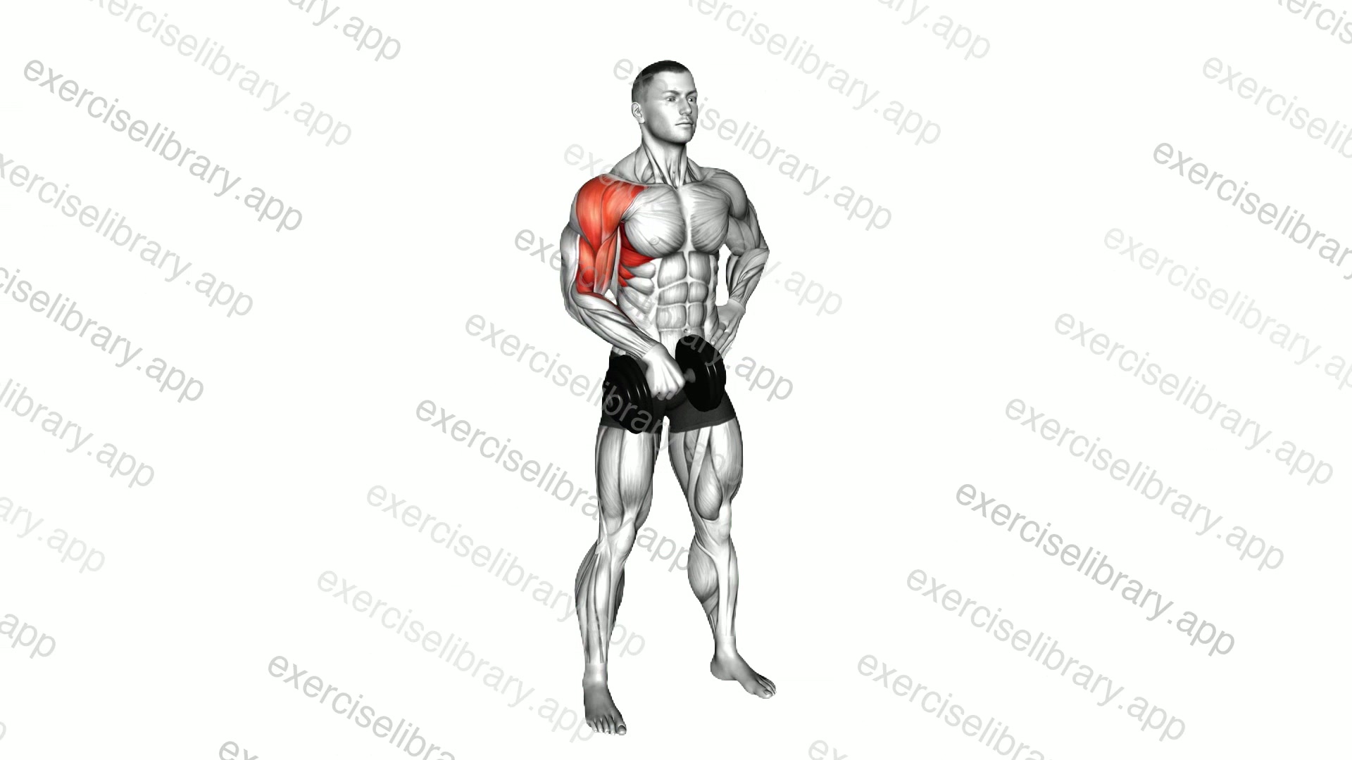 Dumbbell One Arm Upright Row demonstration