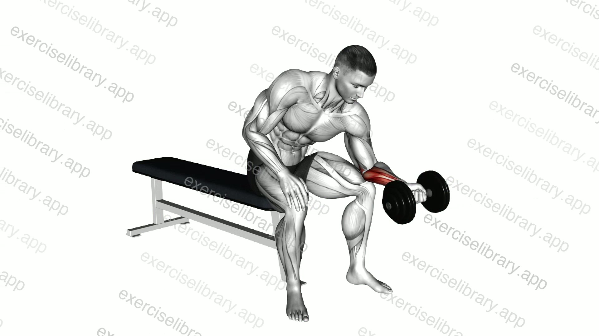 Dumbbell One arm Wrist Curl demonstration