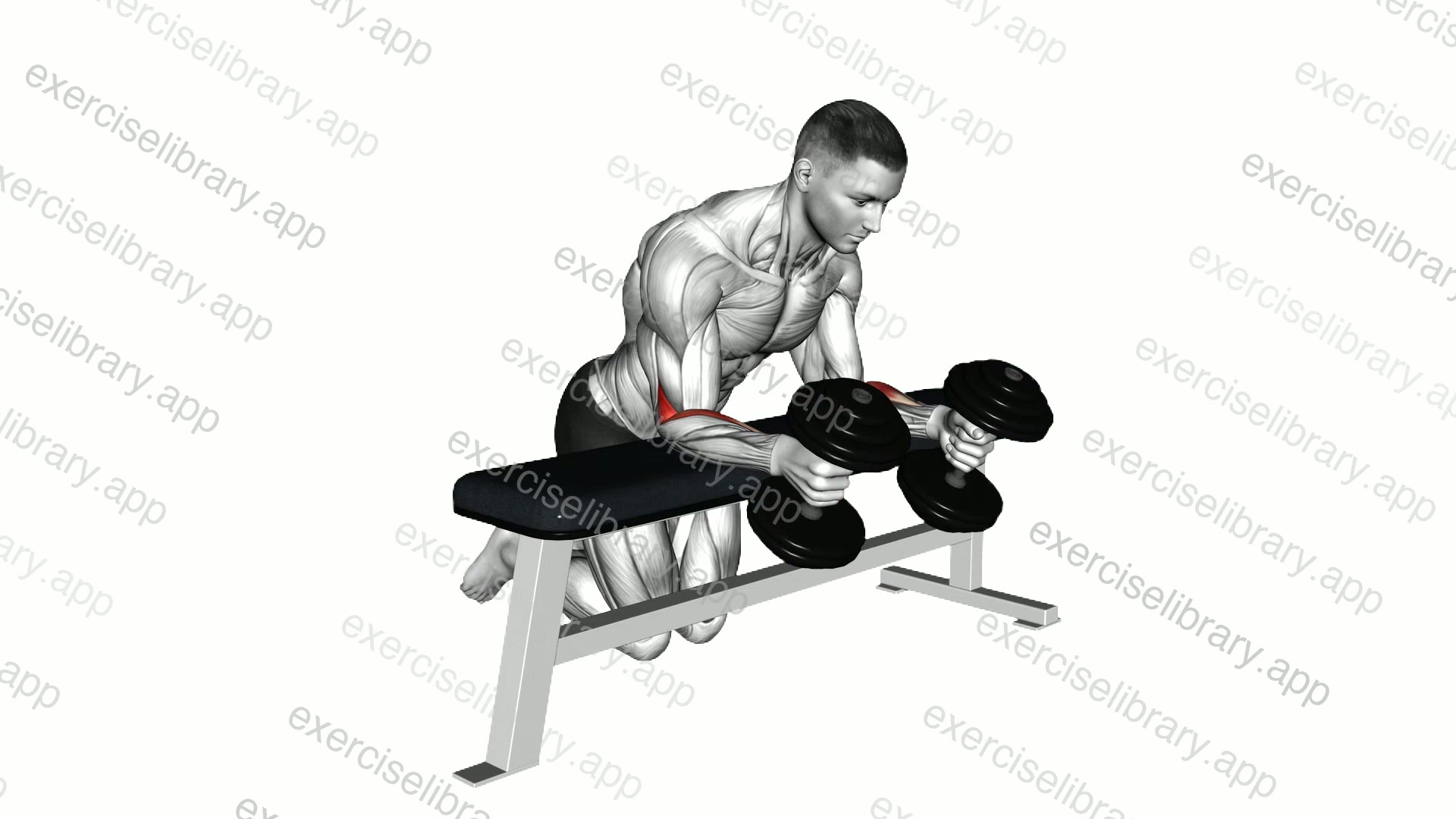 Dumbbell Over Bench Neutral Wrist Curl demonstration